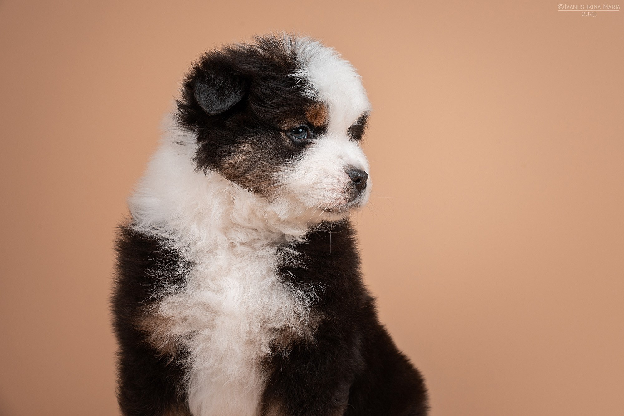 Фотосессия щенков на фонах. Фотограф собак в Москве и Московской области Иванушкина Мария