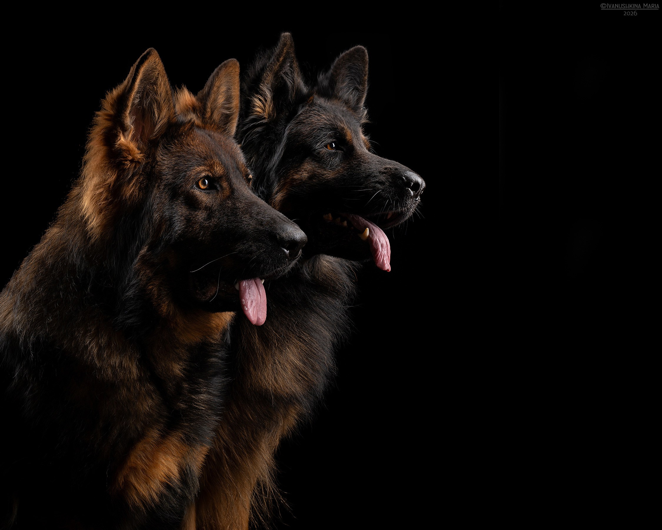 Фотосессия собаки в студии. Фотограф собак в Москве и Московской области Иванушкина Мария