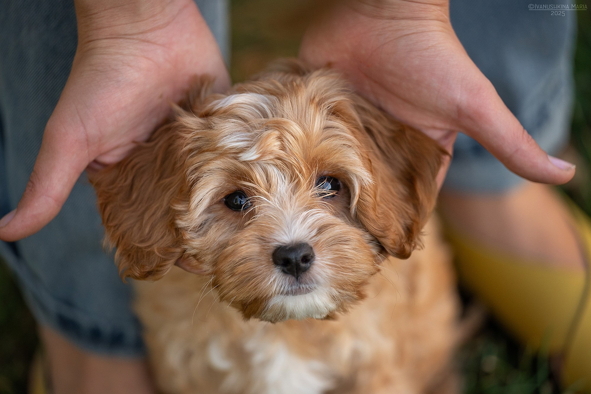 Фотосессия щенков на продажу. Фотограф собак в Москве и Московской области Иванушкина Мария