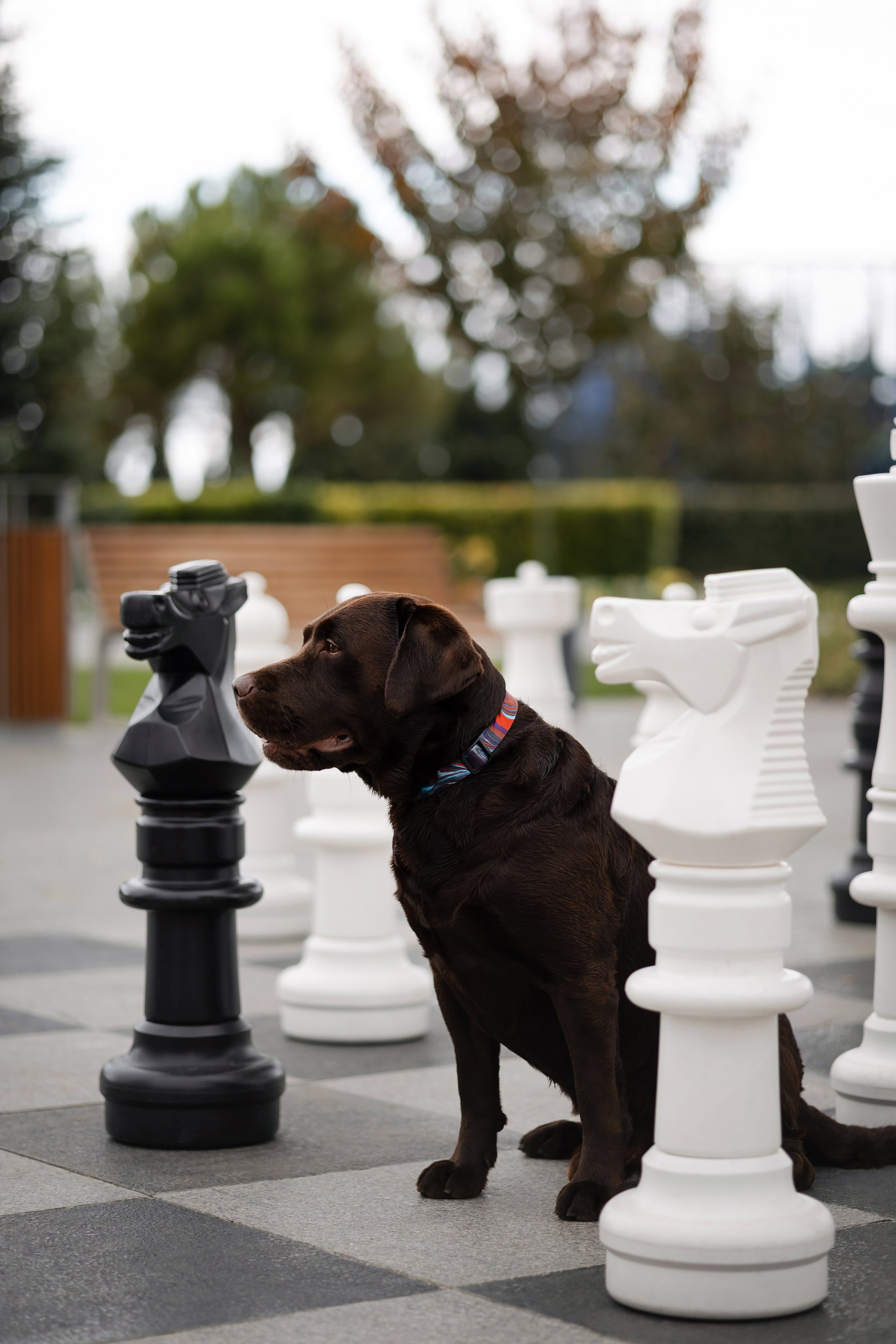 Фотосессия в центре Севастополя. Фотограф-анималист в Краснодаре Маша Мельникова