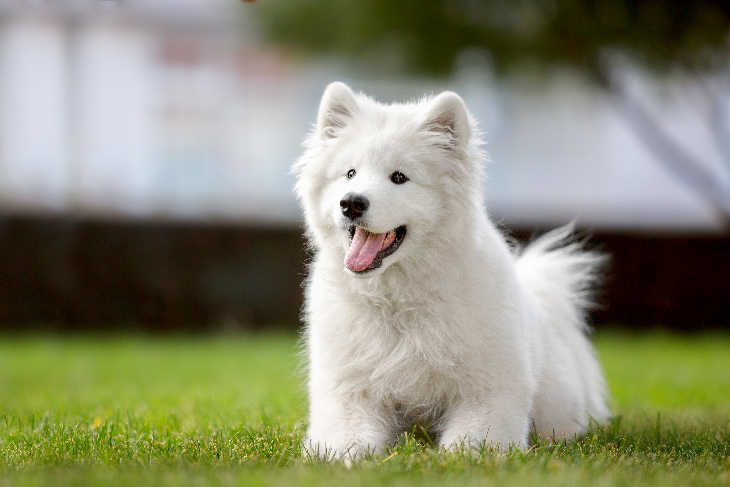 Анастасия, Евгений и самоед Ройс. Https://moshkovaphoto.ru/