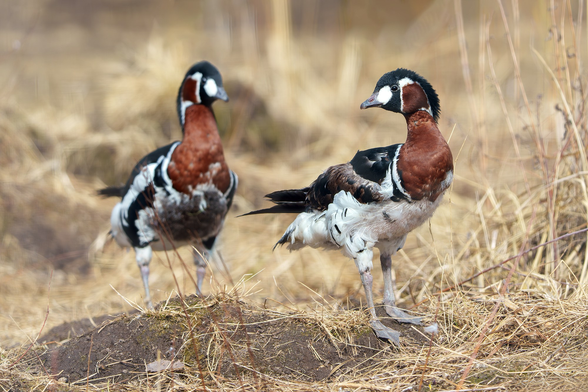 Удивительные мир птиц. Вокруг нас столько прекрасного — присмотритесь!. Ваш личный фотограф Марина Волкова