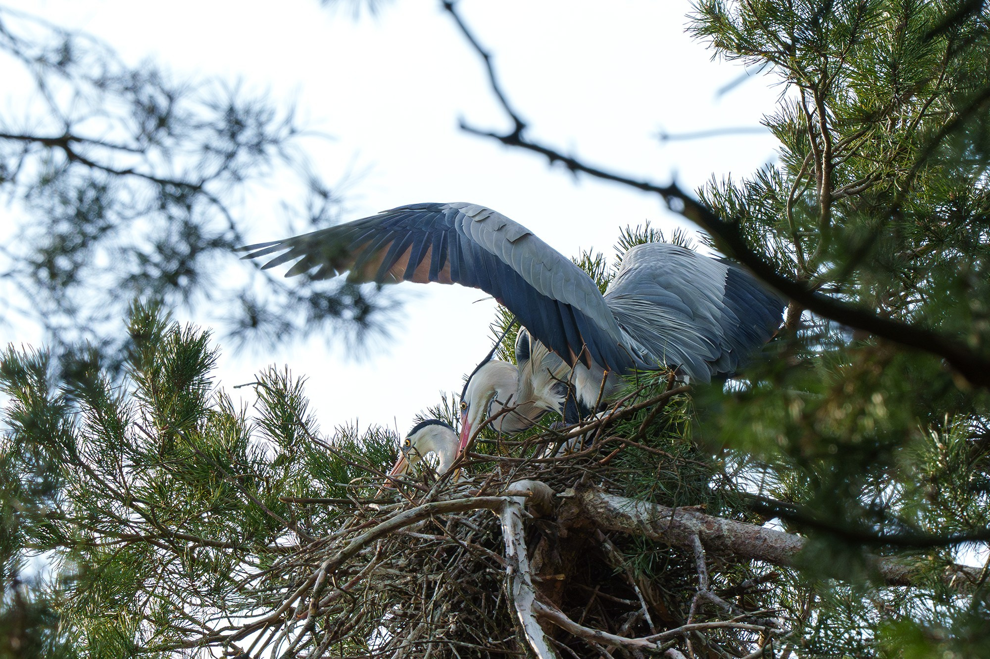 Удивительные мир птиц. Вокруг нас столько прекрасного — присмотритесь!. Ваш личный фотограф Марина Волкова