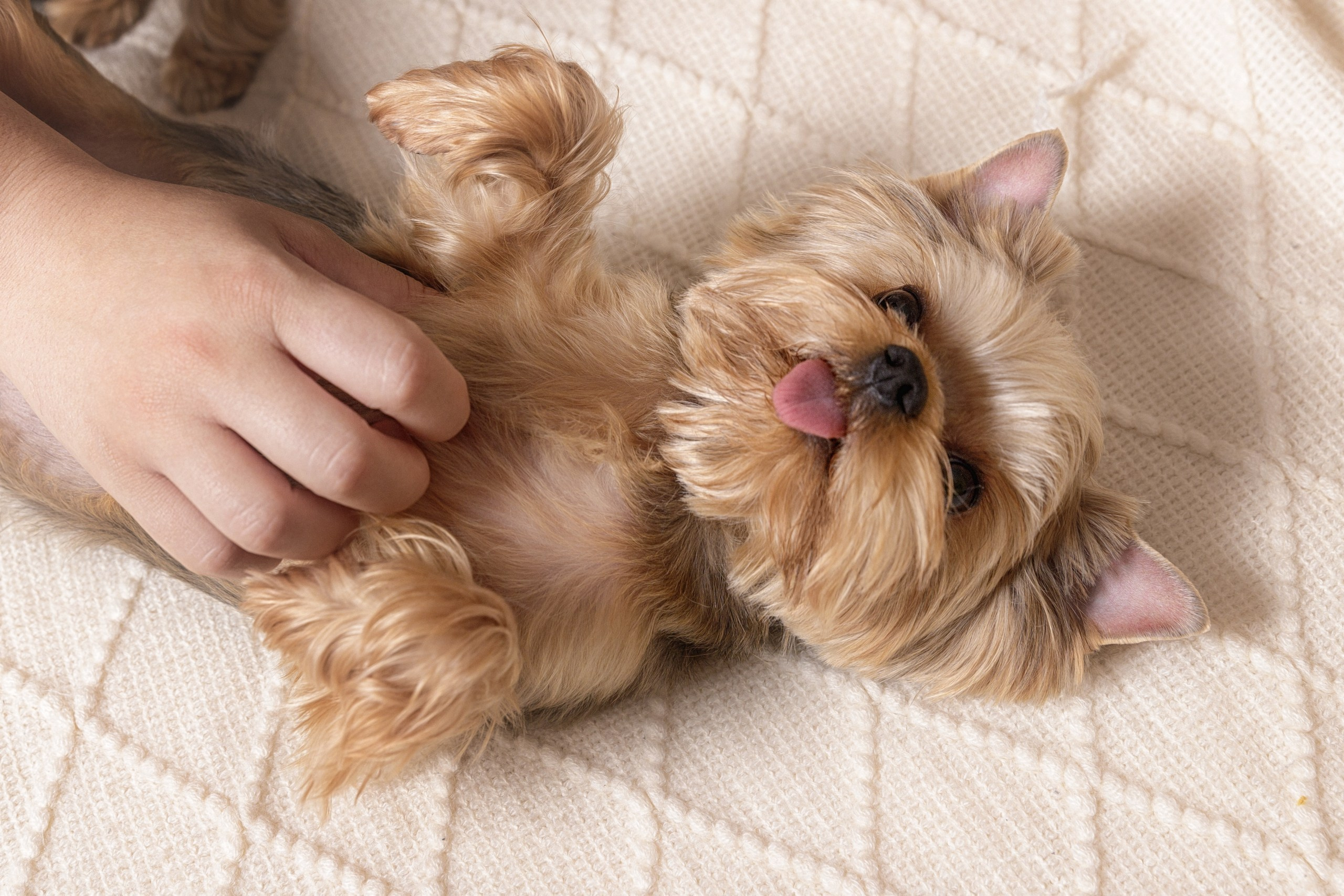 Аня, Тортик и Барри. Фотограф-анималист в Калуге Мария Шерскова