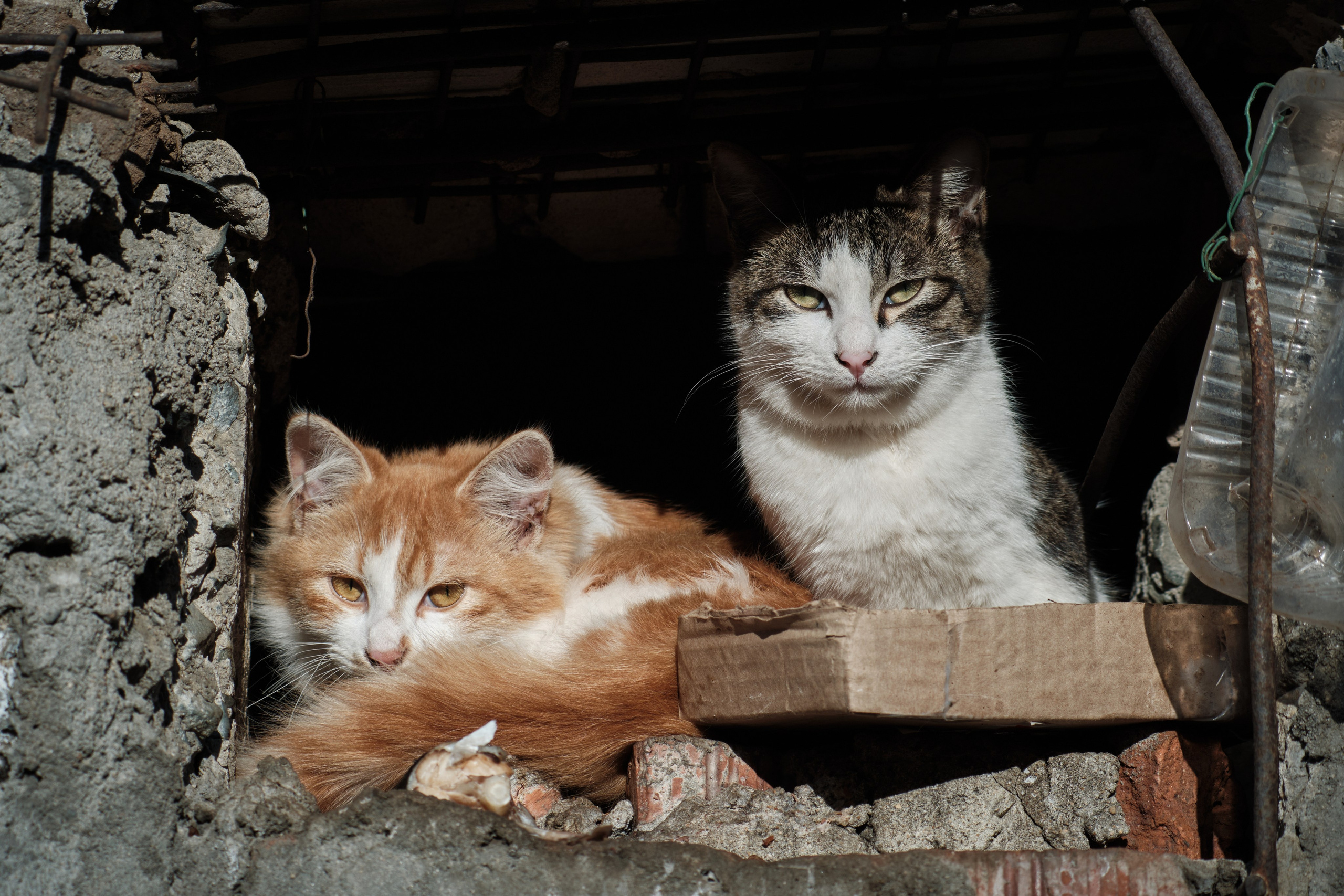 Котики. Фотограф портретный архитектурный лавстори будуар Санкт-Петербург Виктор Иванов