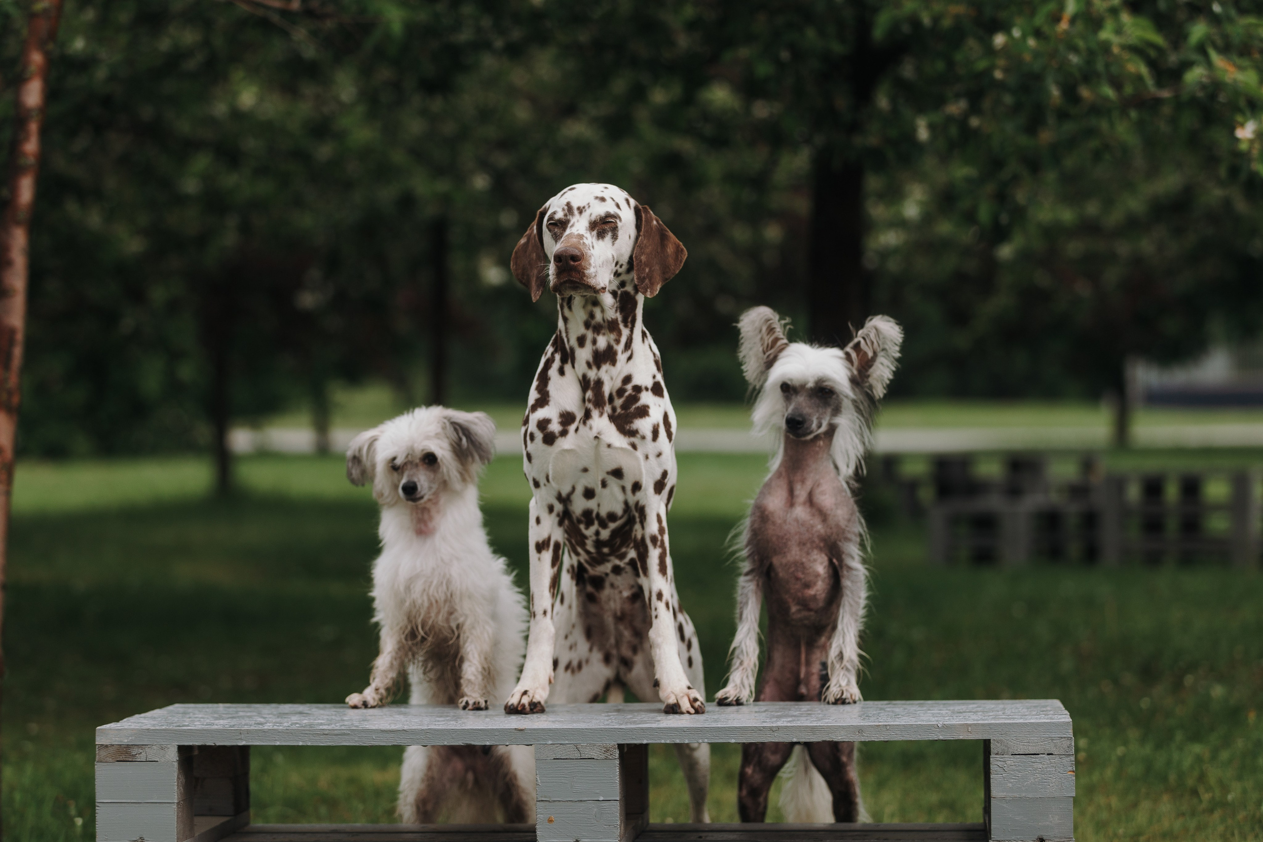 Лили, Уся, Вика и их семья. Фотограф анималист Кристина Карпова, Москва