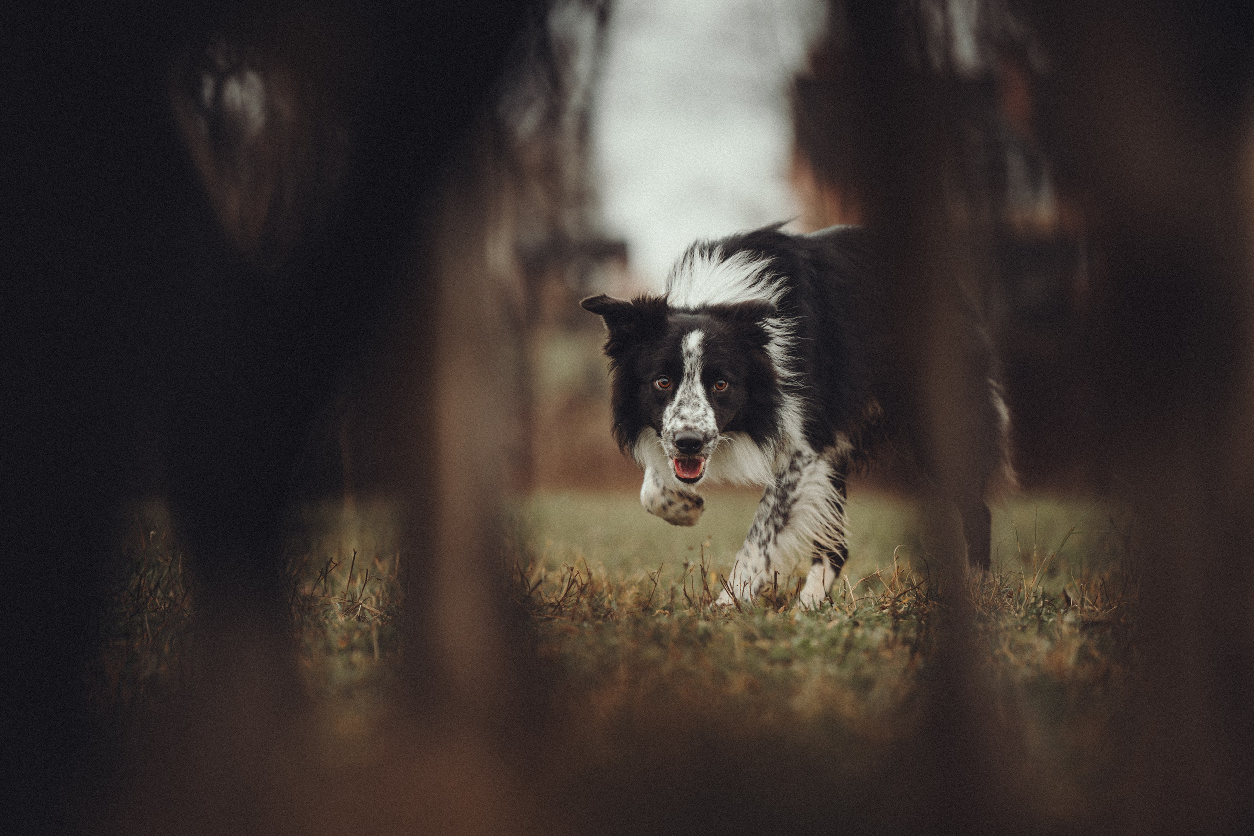 Настя и Рэги на ферме. Семейный фотограф анималист Ананьева Мария — Москва