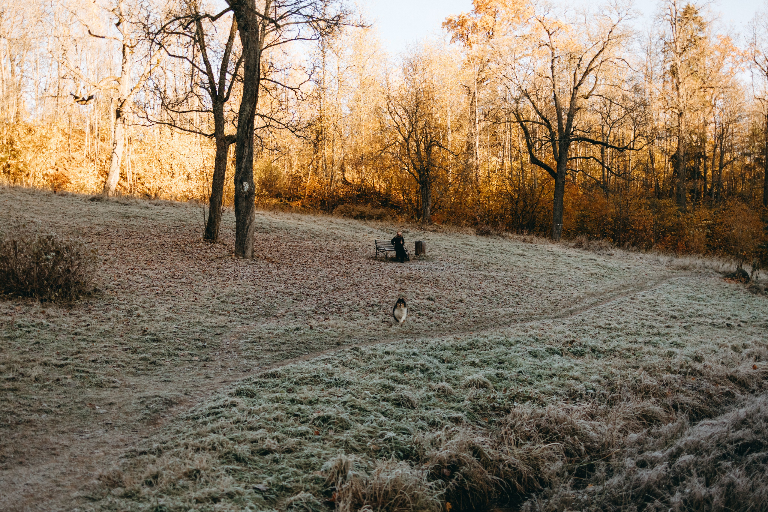 Ия и Барт. Фотограф — Анималист | Санкт-Петербург