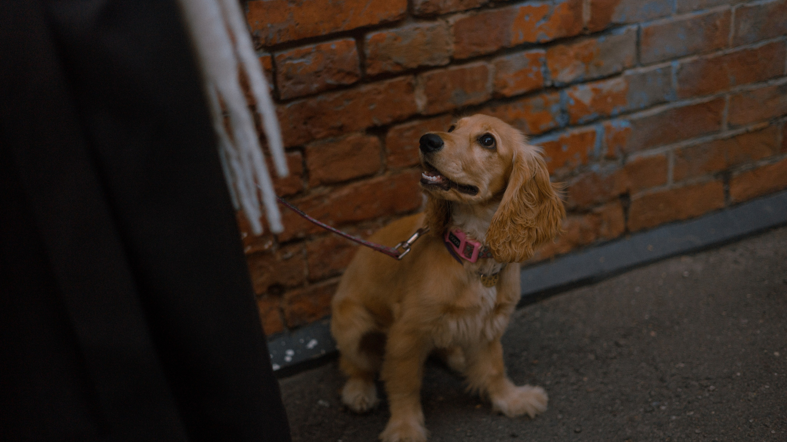 Аня, Андрей и Юта. Фотограф-анималист Богданова Полина