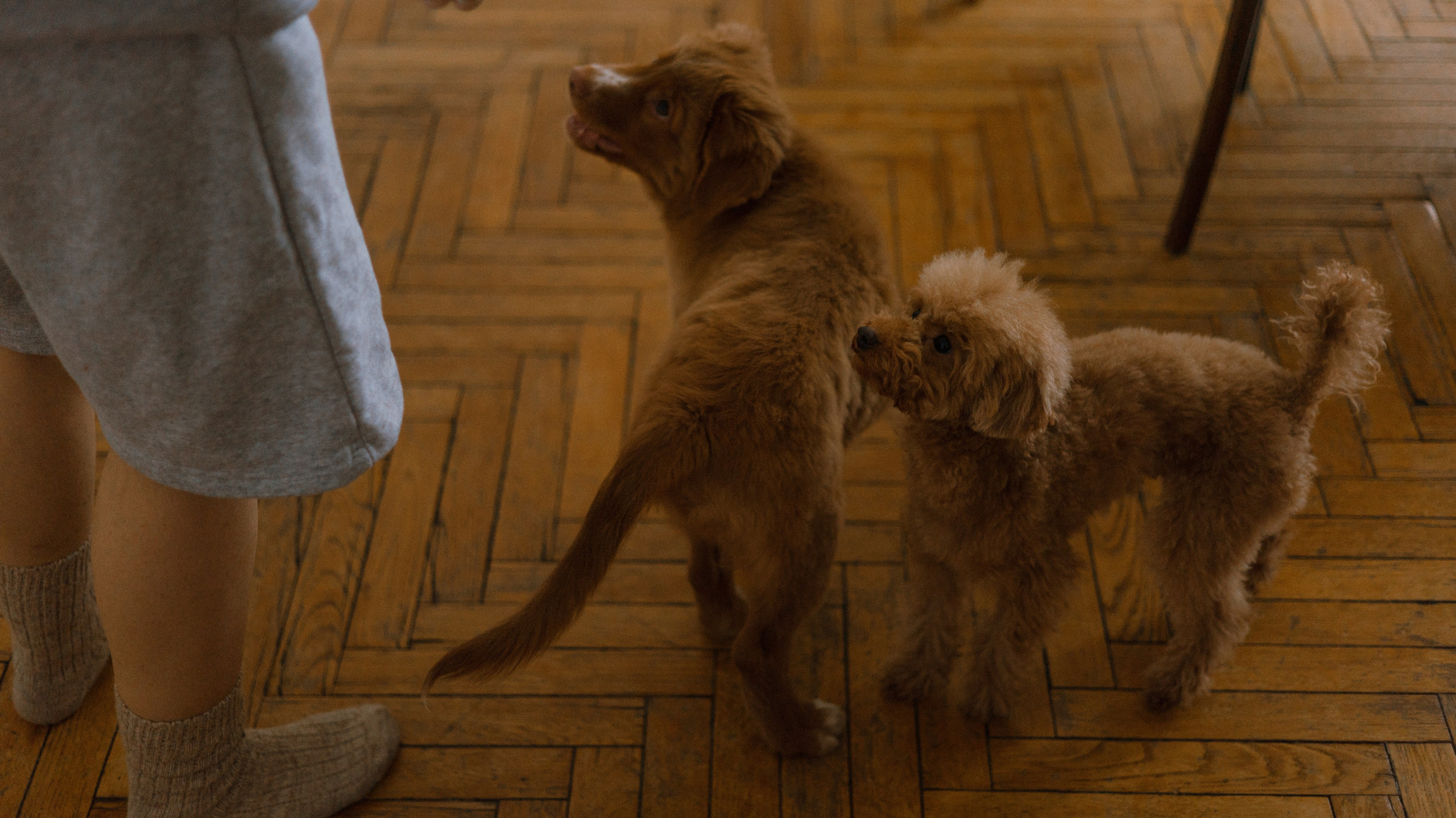 Маша, Одди и Нэвил. Фотограф-анималист Богданова Полина