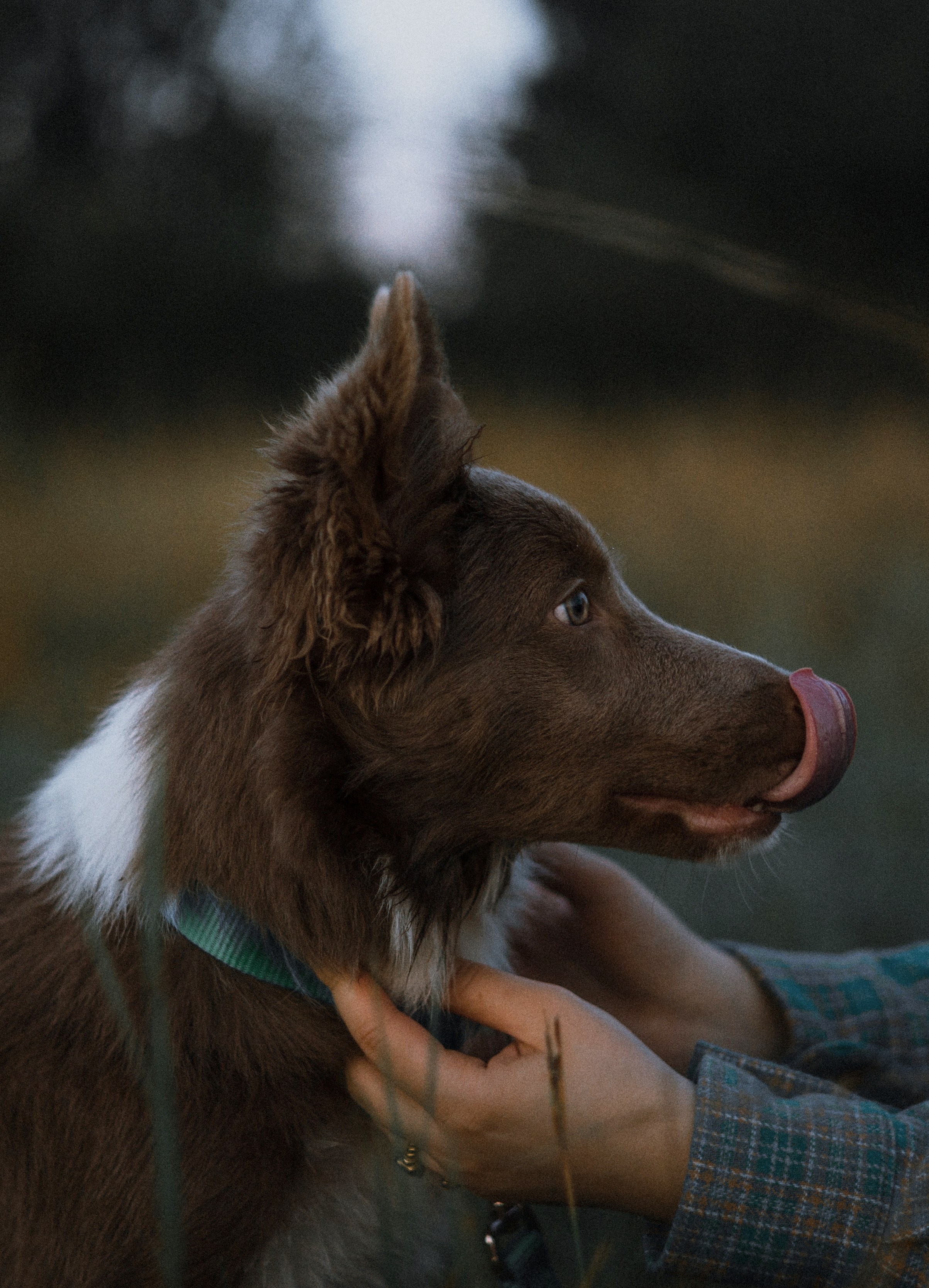 Полина и Паддингтон. Фотограф-анималист Богданова Полина