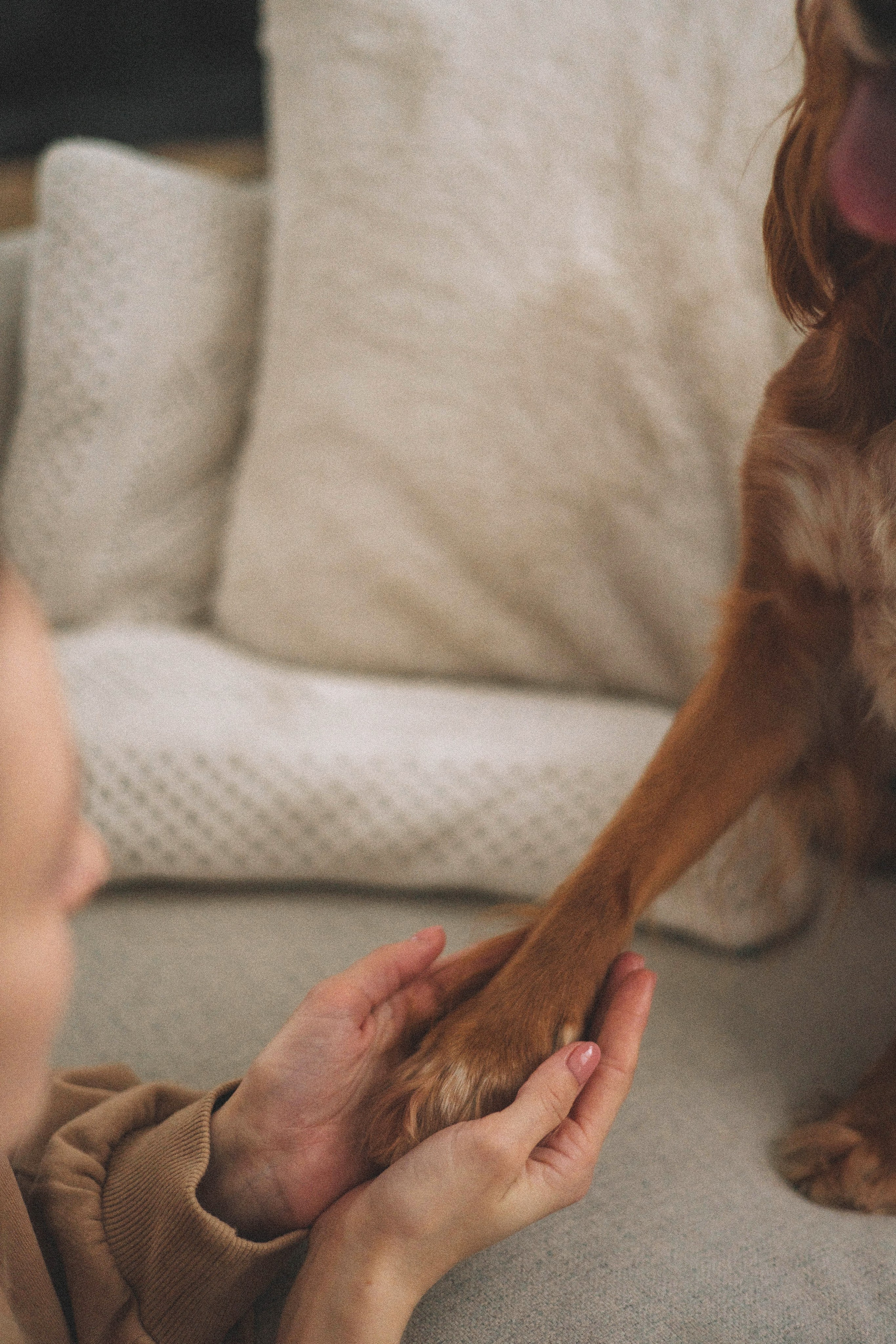 Алина и Дженни. Фотограф-анималист Богданова Полина