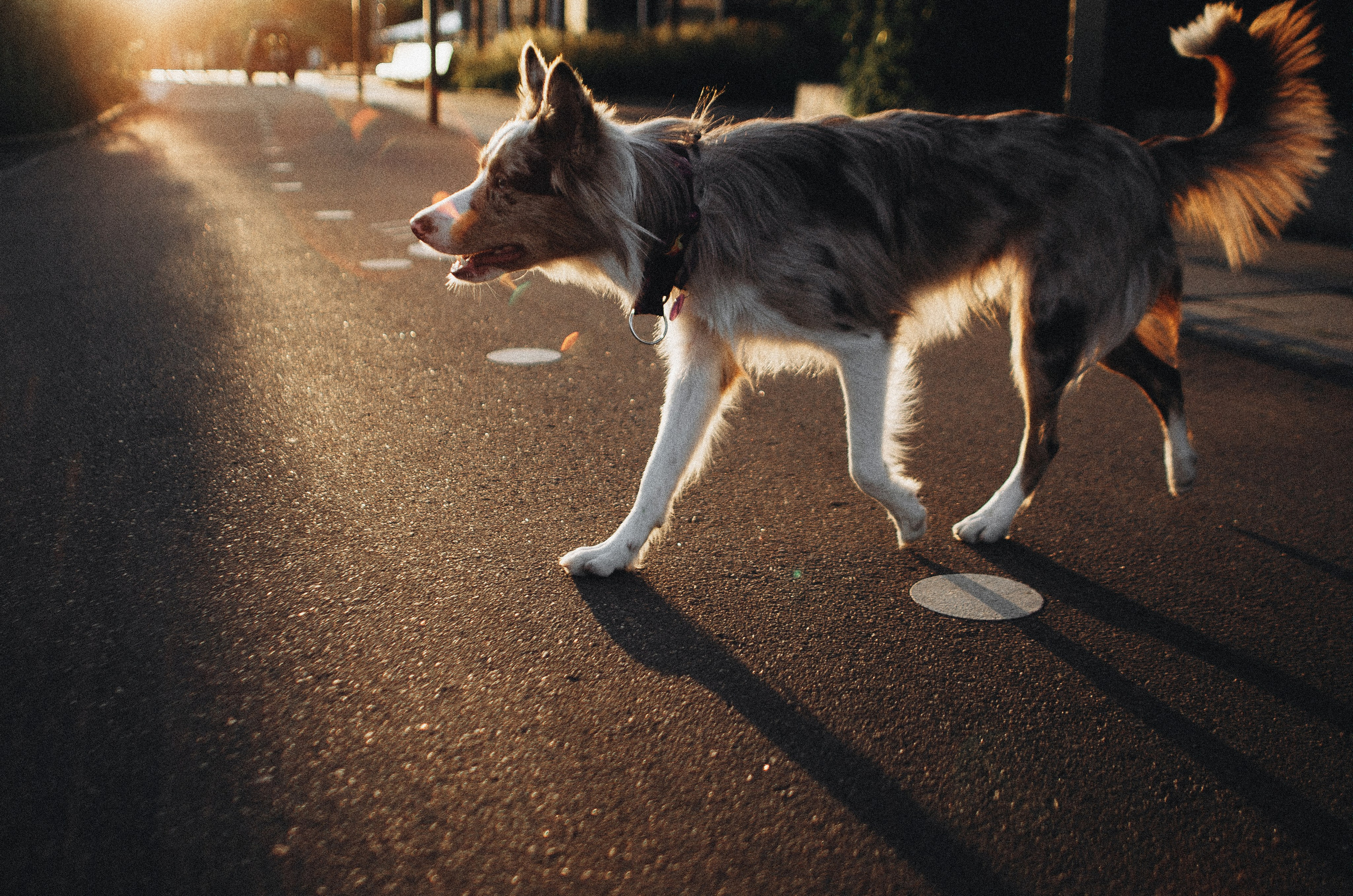 Аня и Дэймон. Фотограф-анималист Богданова Полина