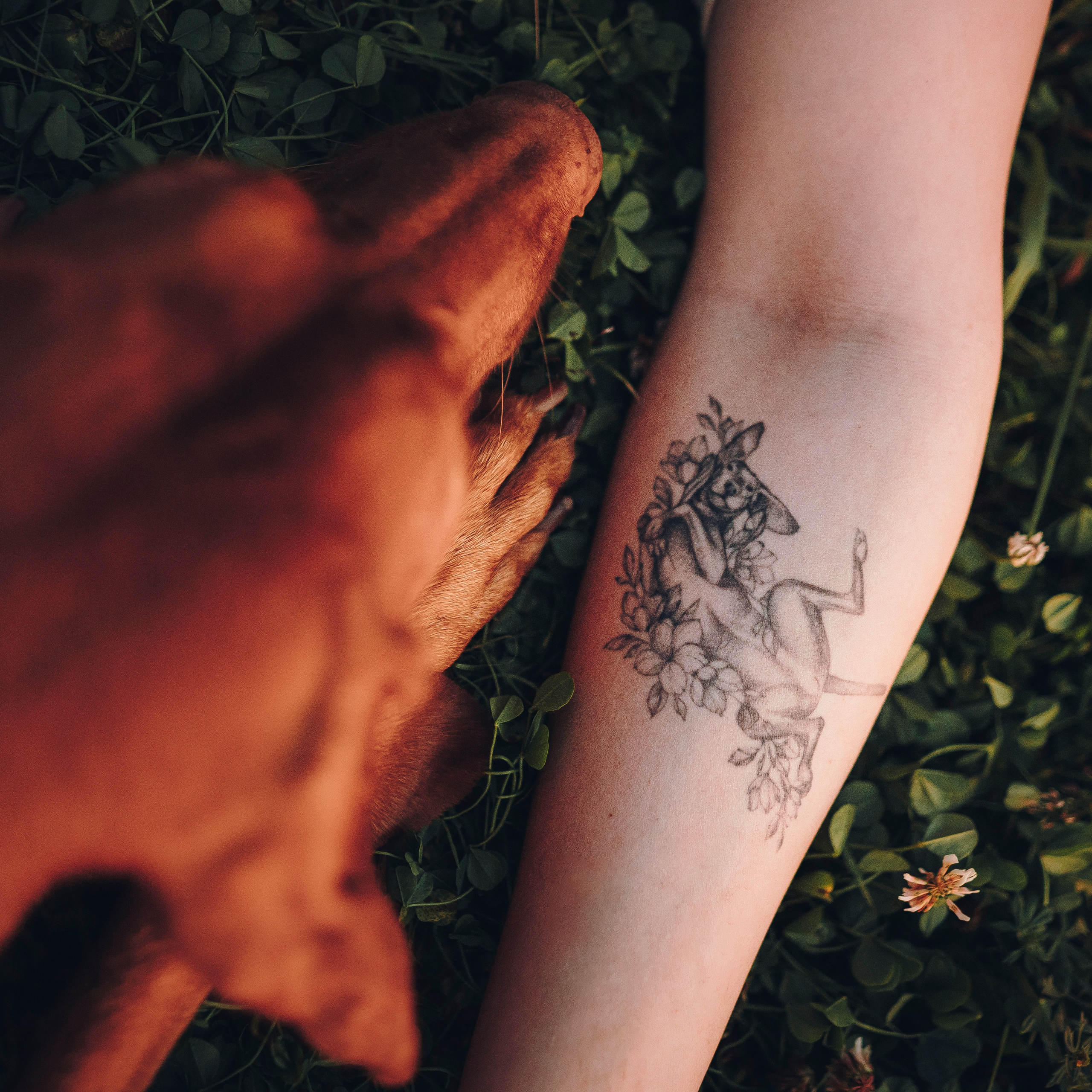 Маша, Трисс и Эста. Семейный фотограф анималист Ананьева Мария — Москва