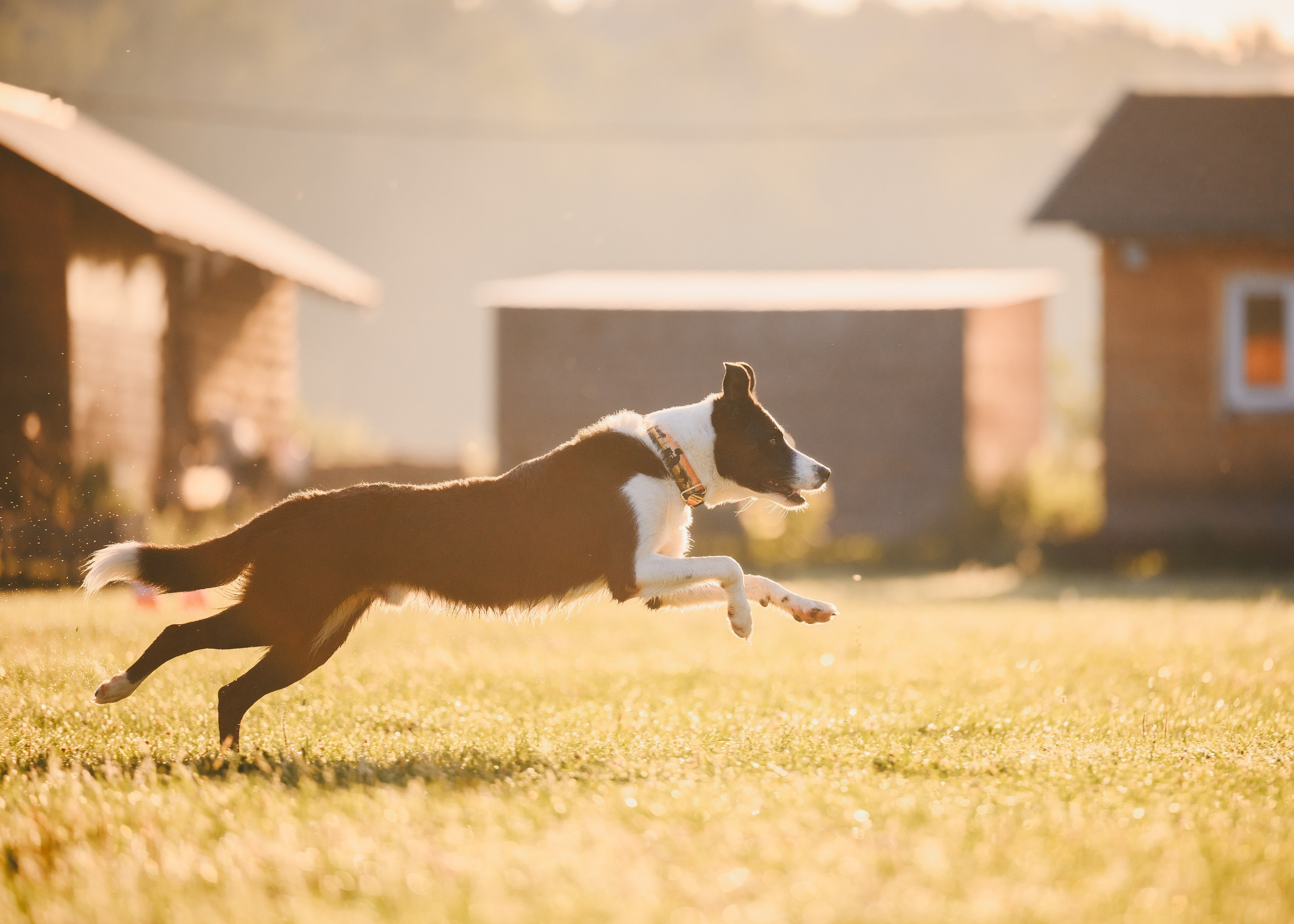 Обидиенс. Семейный фотограф анималист Ананьева Мария — Москва