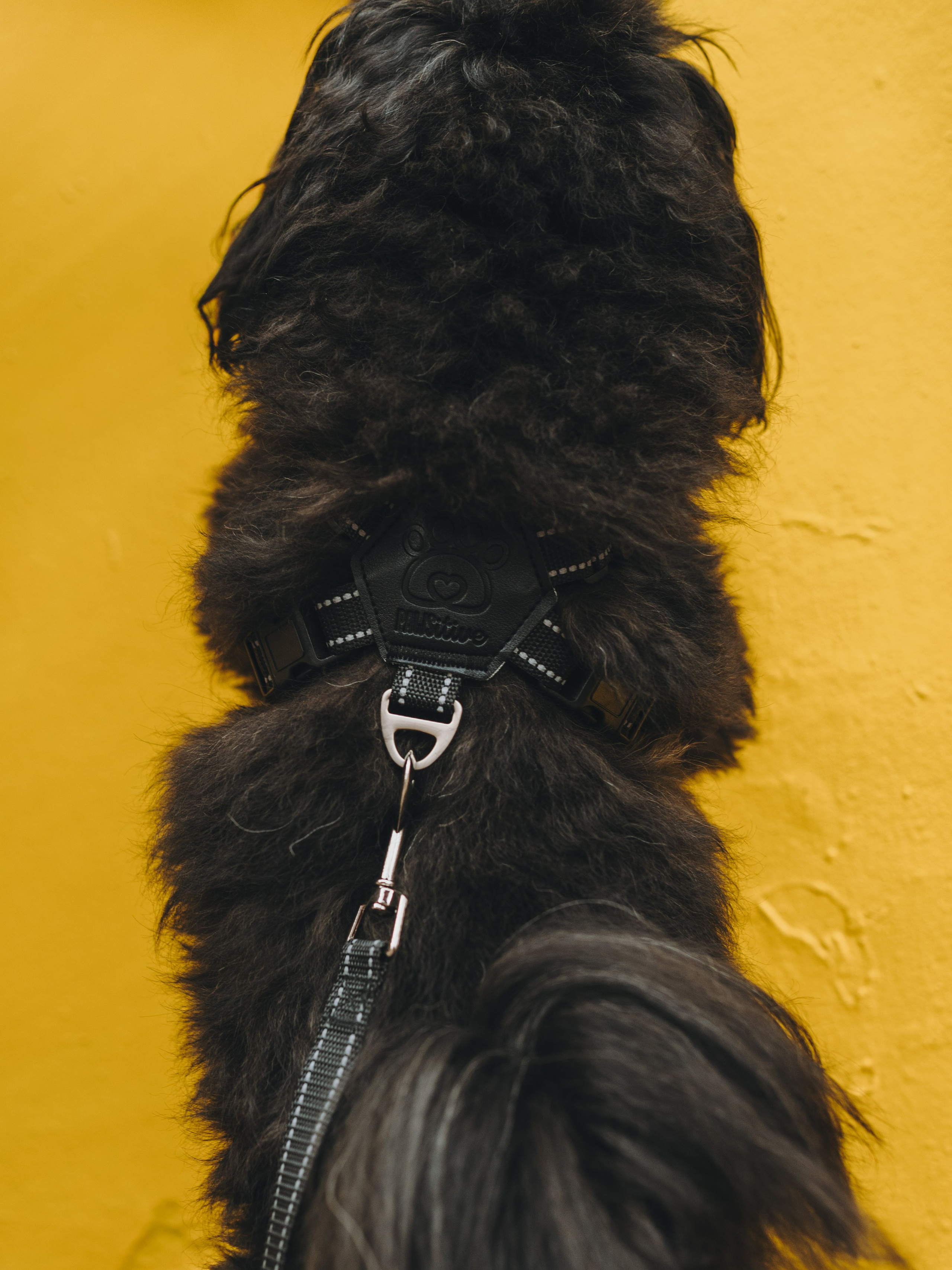 Pawsitive. Семейный фотограф анималист Ананьева Мария — Москва