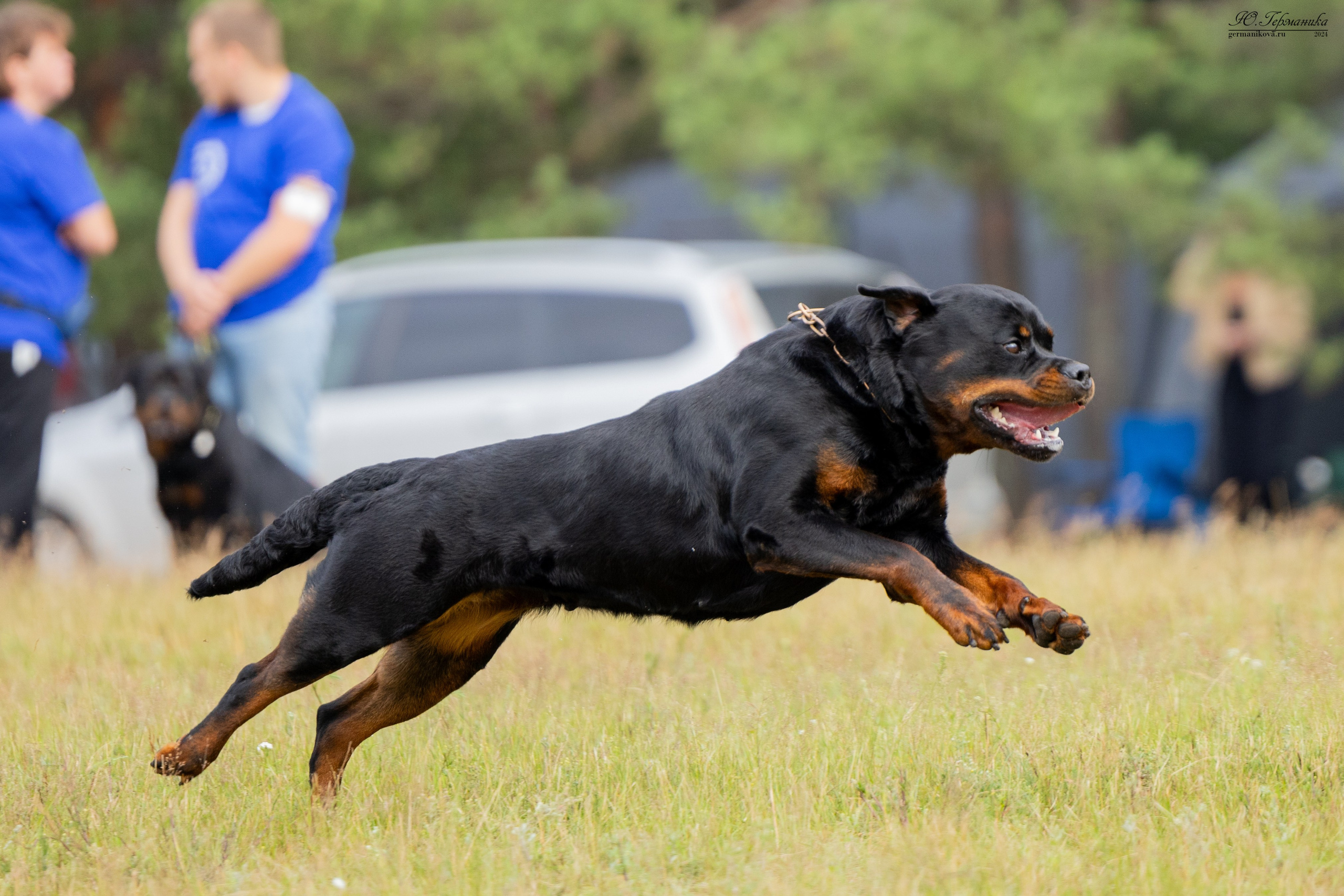 ПК и КЧК ротвейлеры Тверь 6-7.07.2024. Фотограф-анималист Юлия Германика