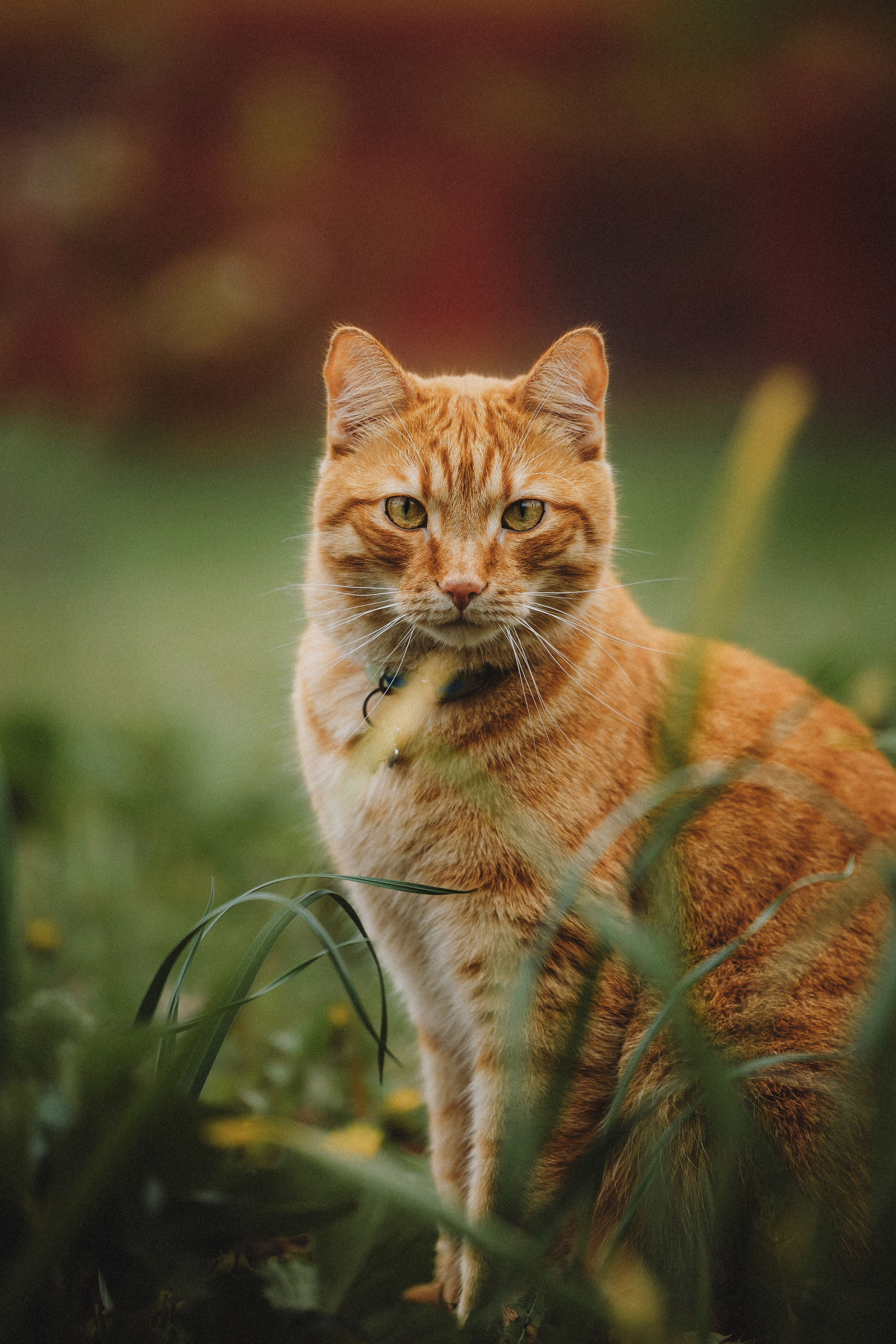 Леброн, Муся и Ира