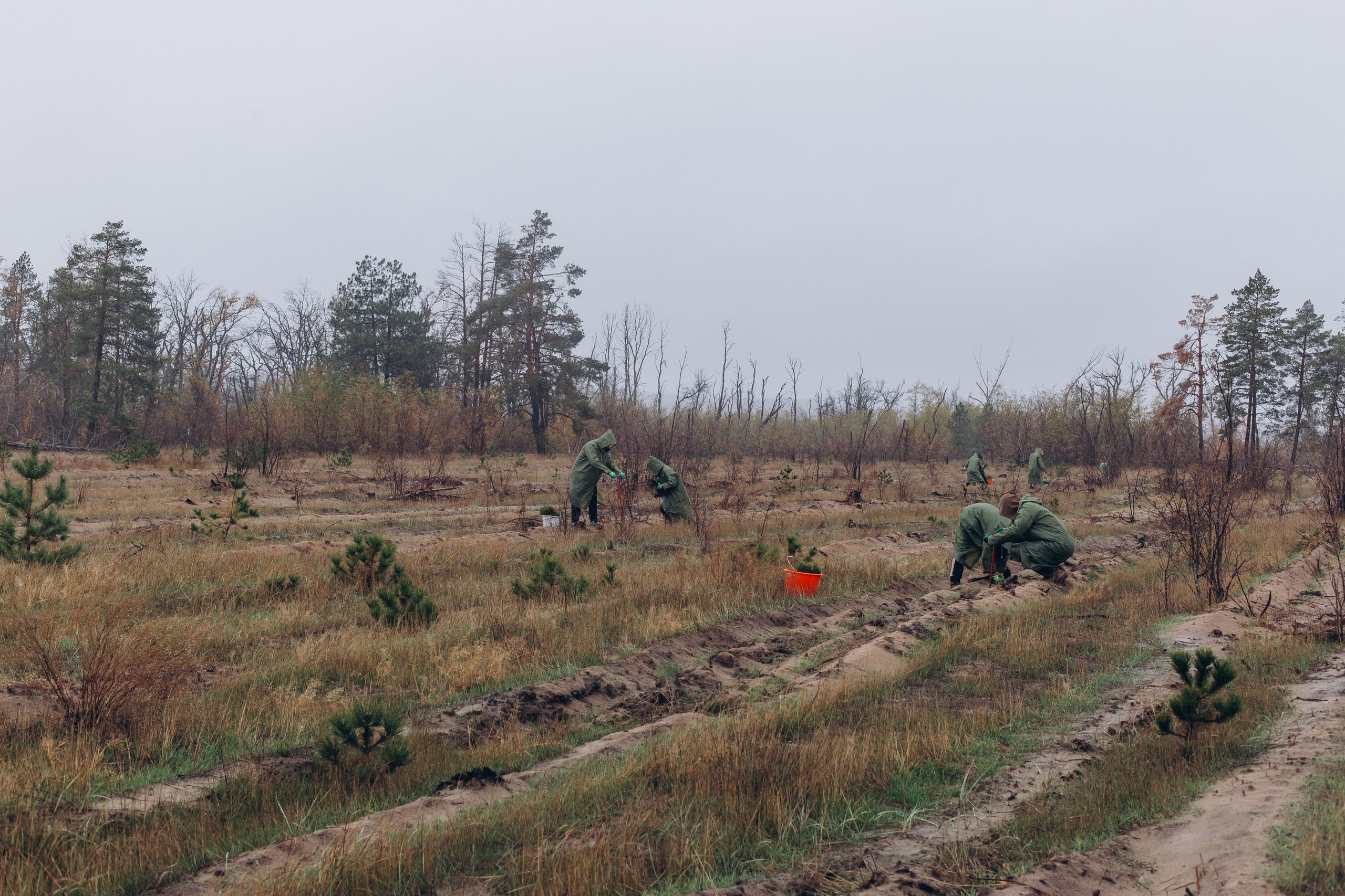 Посадка деревьев в Усть-Донецком районе. Артём Панфилов — Свадебный и семейный фотограф в Ростове-на-Дону