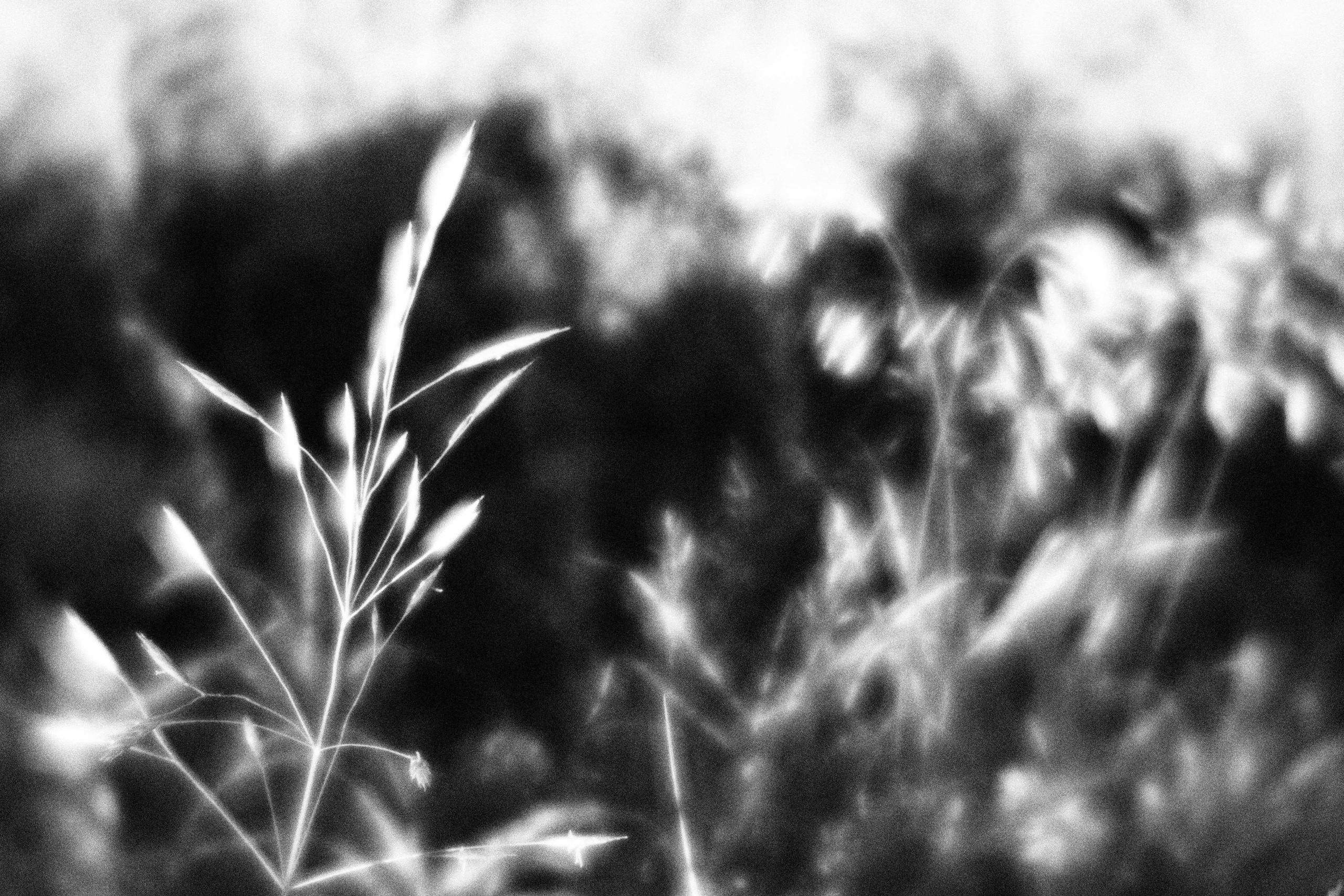 Внутривенные сны (2023)