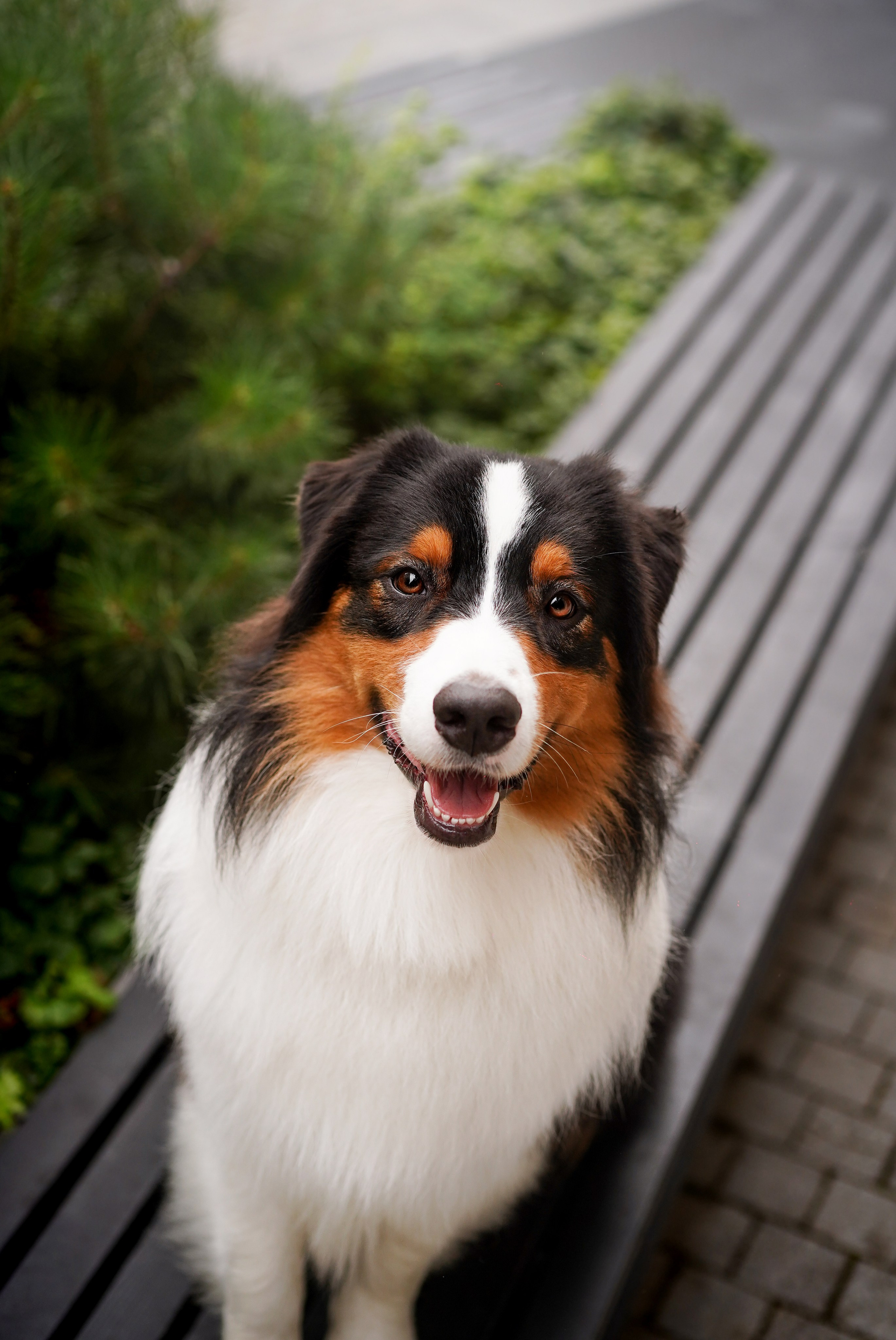 Кристина Катя Гермиона и Бэст. Фотограф-анималист в Санкт-Петербурге Яна Мартынова