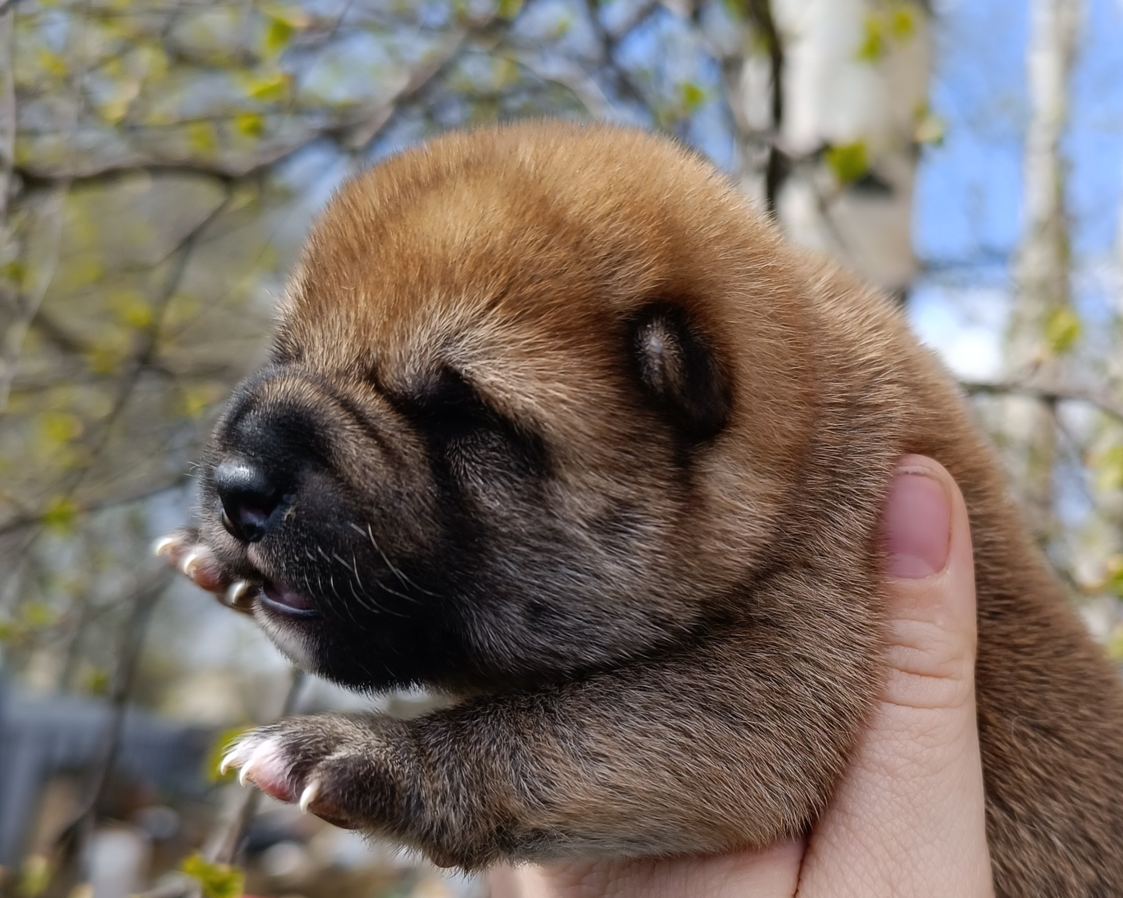 Сиба Rubylight Germes питомник Рубилайт