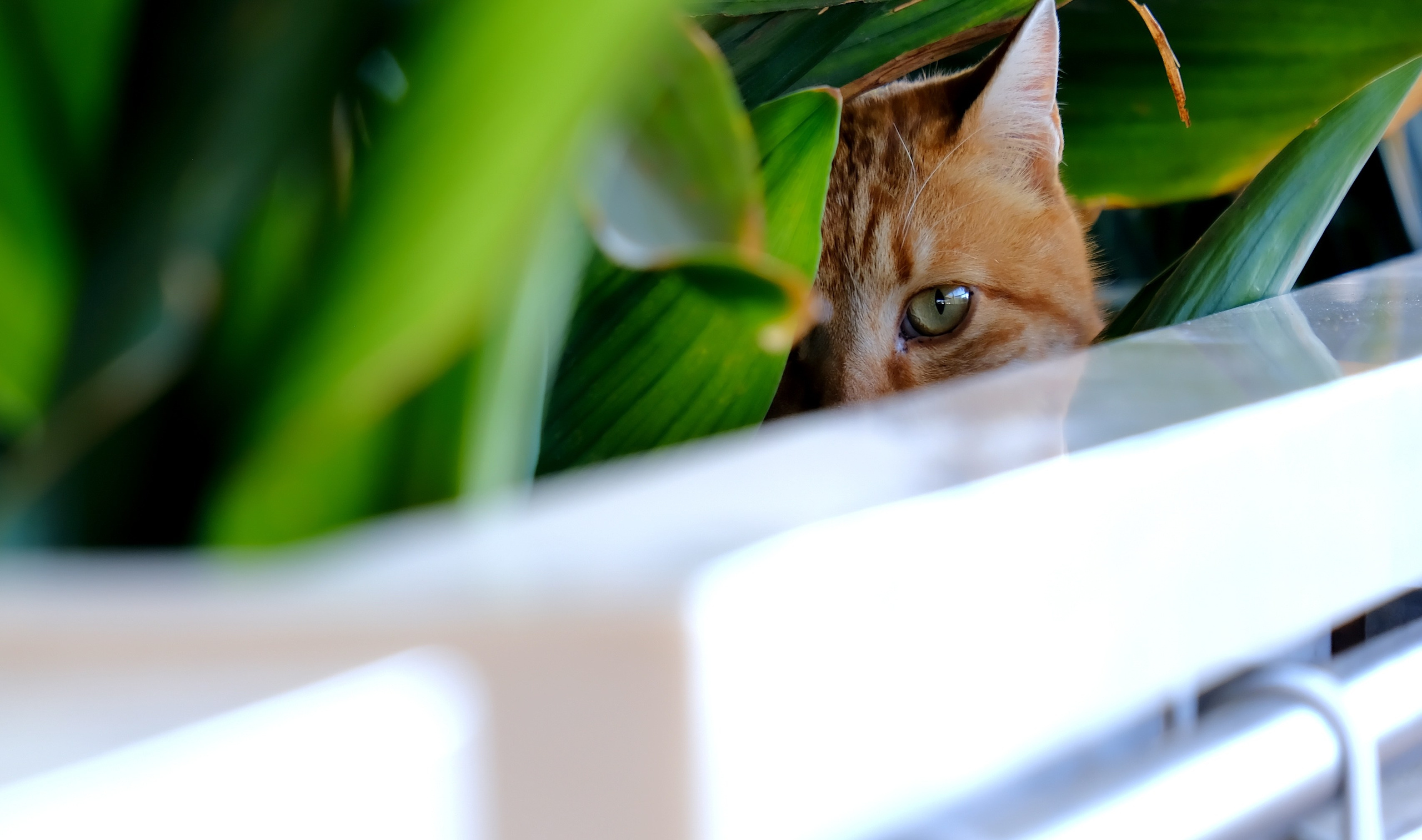 Фотограф в Москве Ирина Иванова