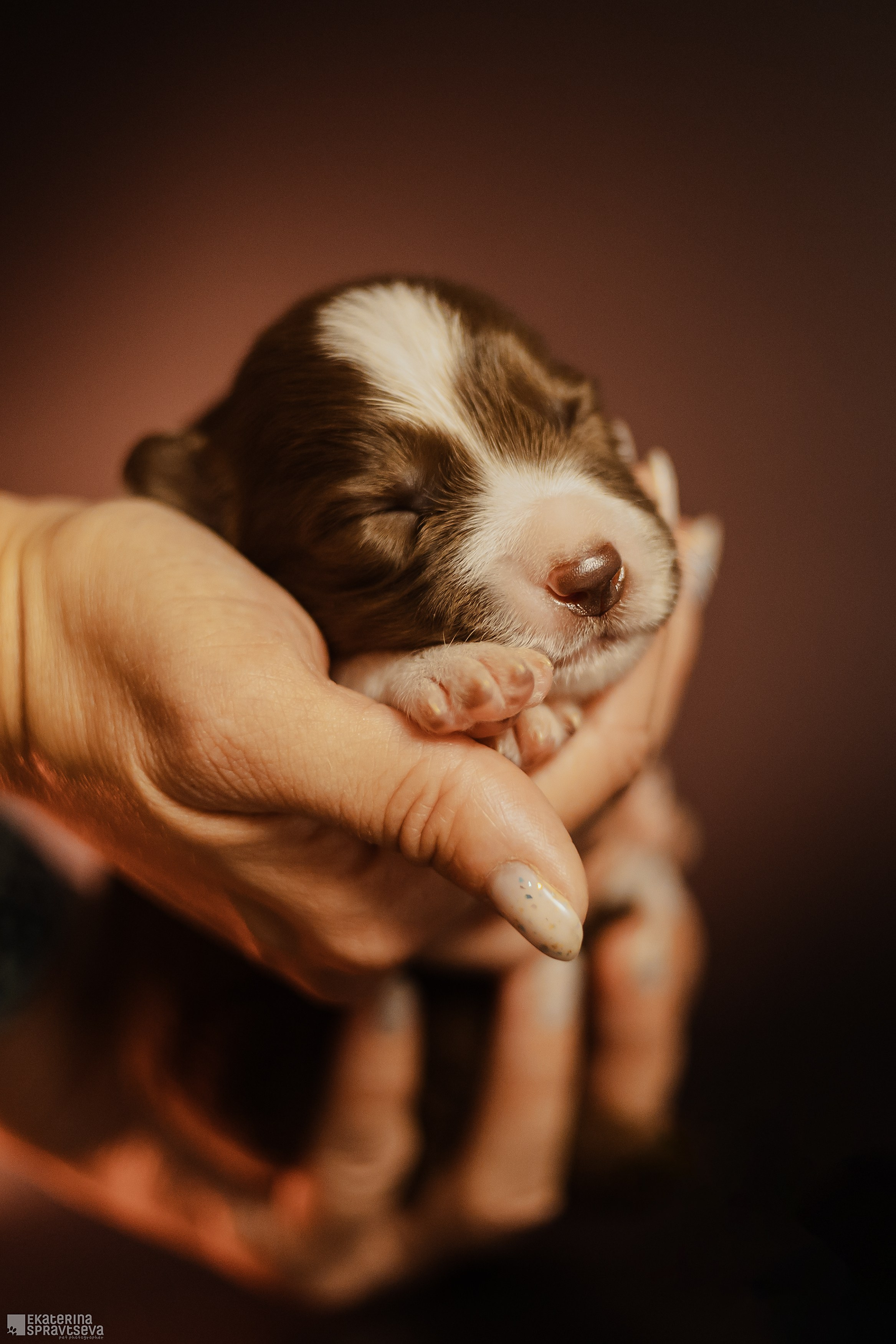 Екатерина Справцева фотограф анималист - портфолио фото. Фотограф Анималист Екатерина Справцева в Нижнем Новгороде