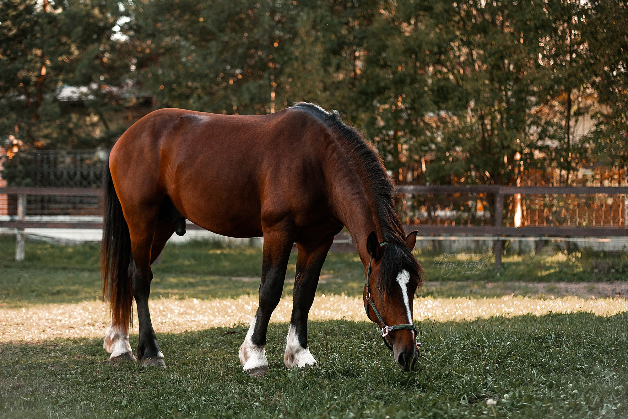 Волконский. Конный фотограф Куракина Дарья • Фотосессии с лошадьми