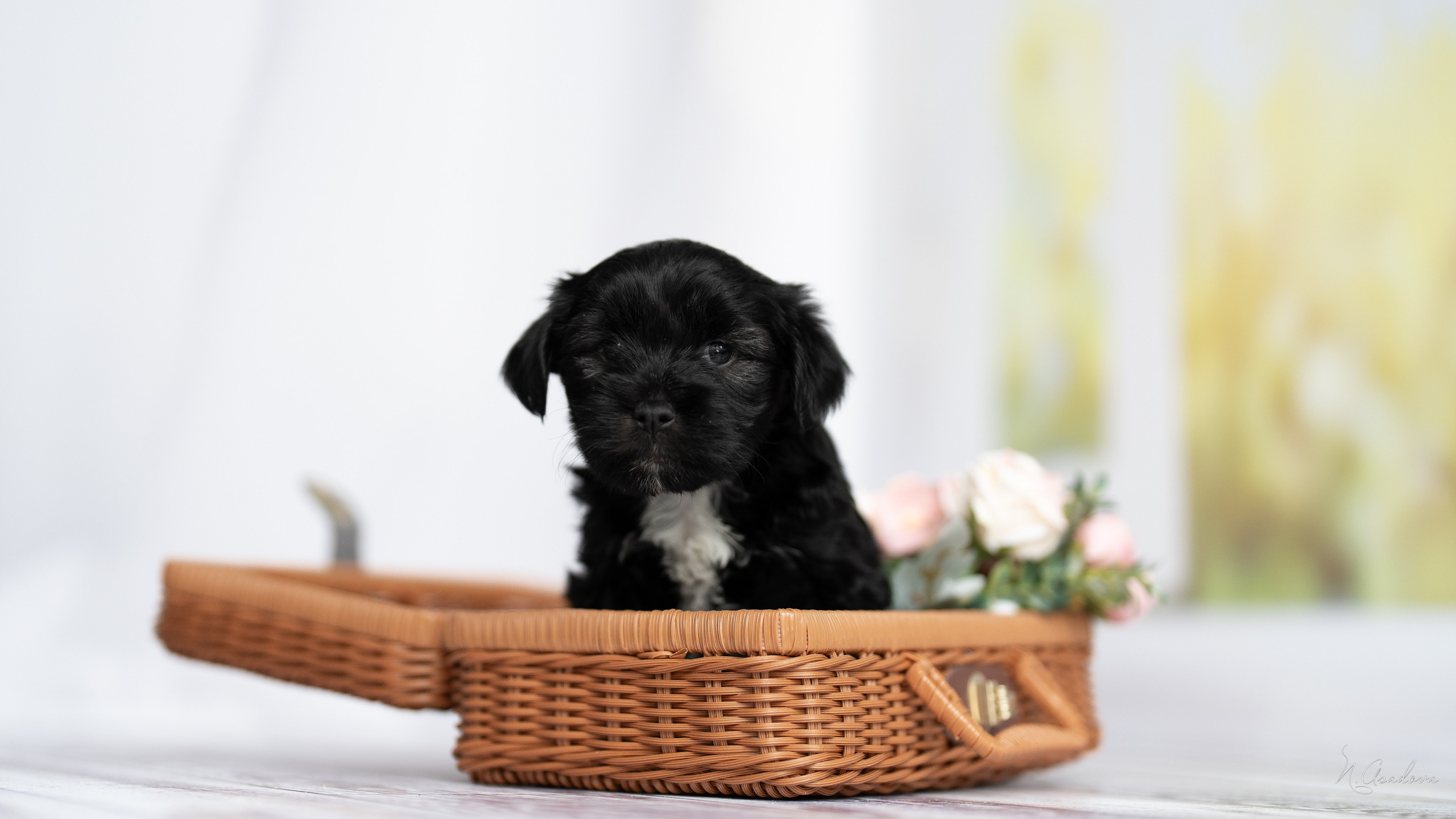 Тибетские терьеры 1мес. Фотограф-анималист Асадова