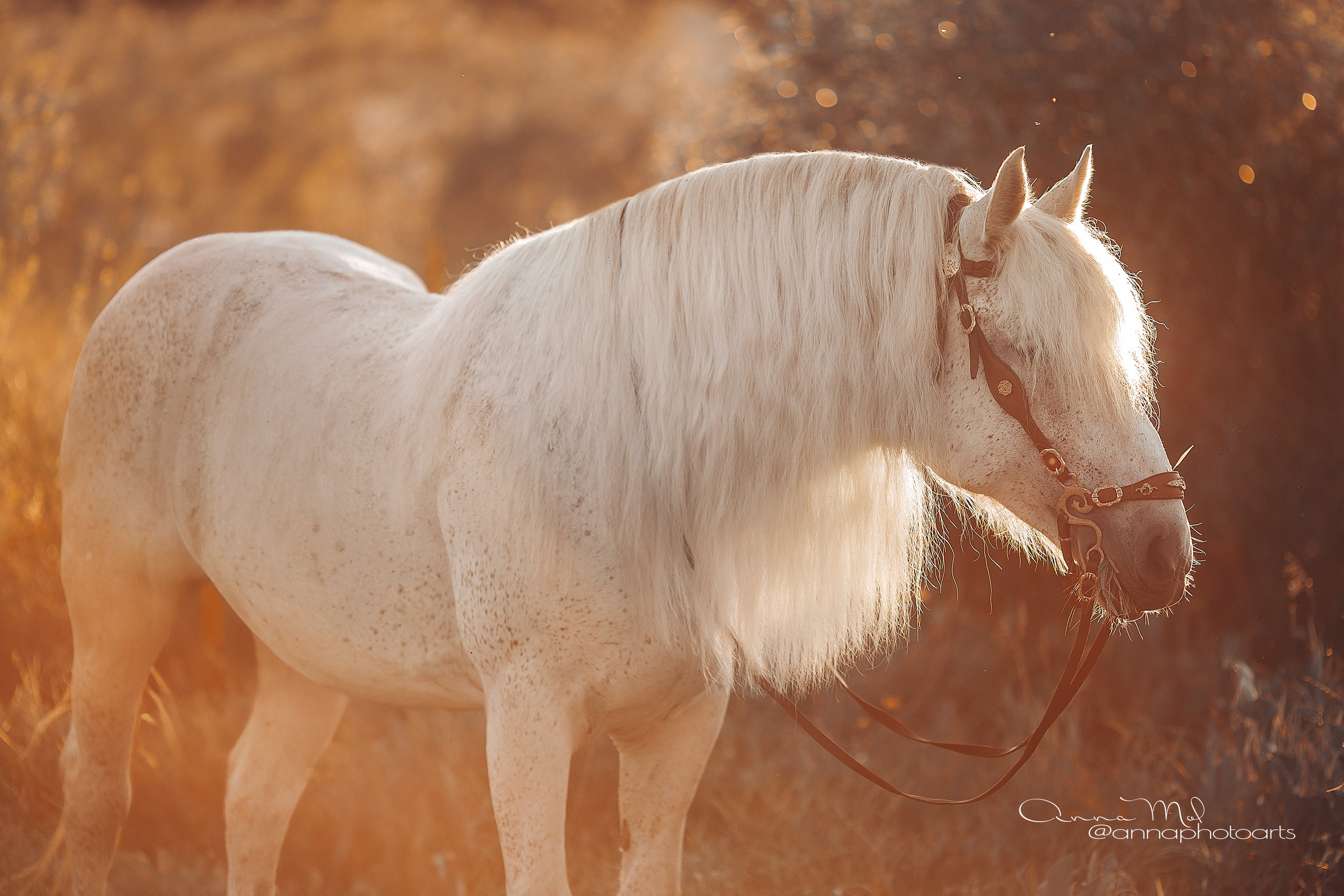 Съемка для лошадей. Анна Молчанова конный фотограф в Тюмени | фотосессии с лошадьми Тюмень