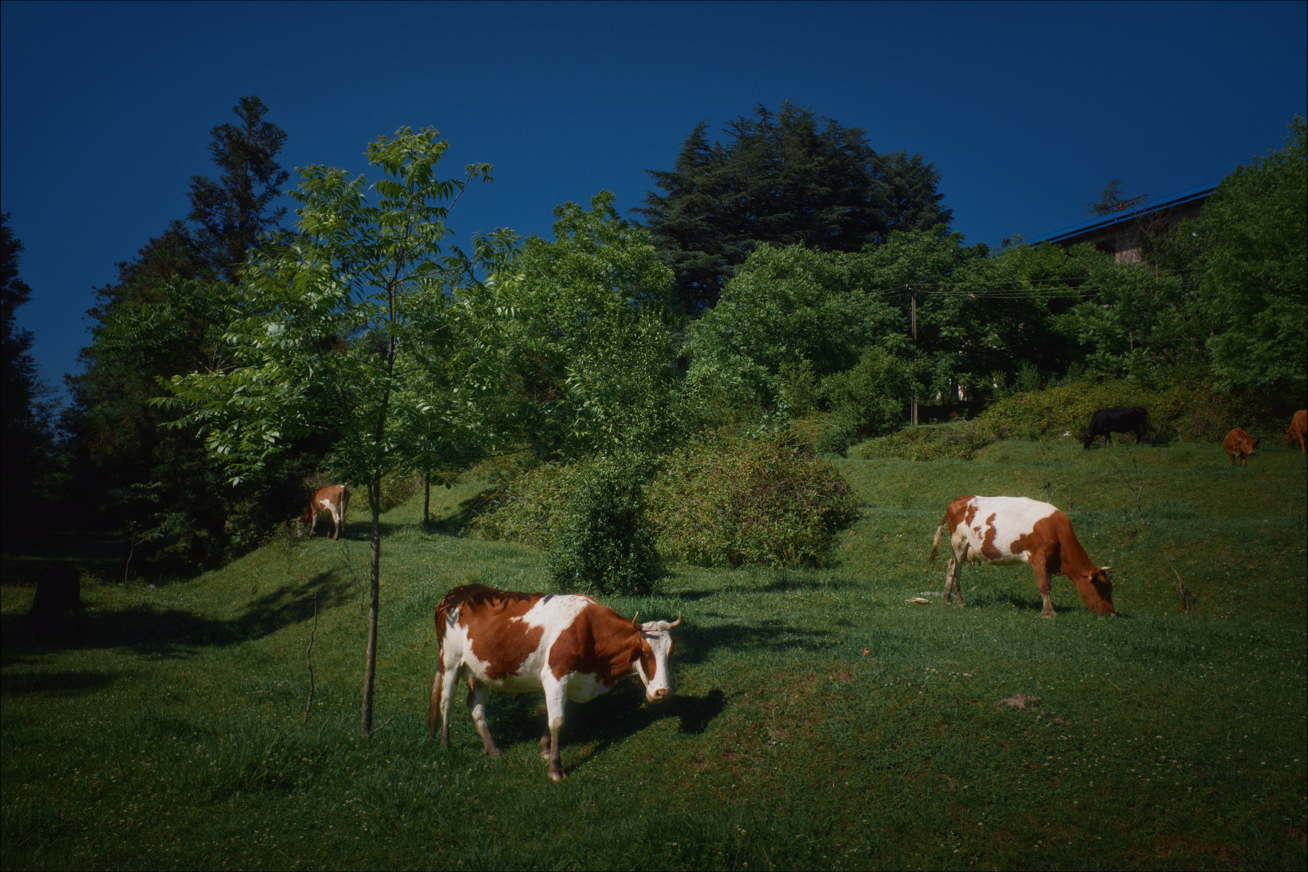 Улицы Грузии ч.9. Фотограф документалист Виктор Гаршнеп