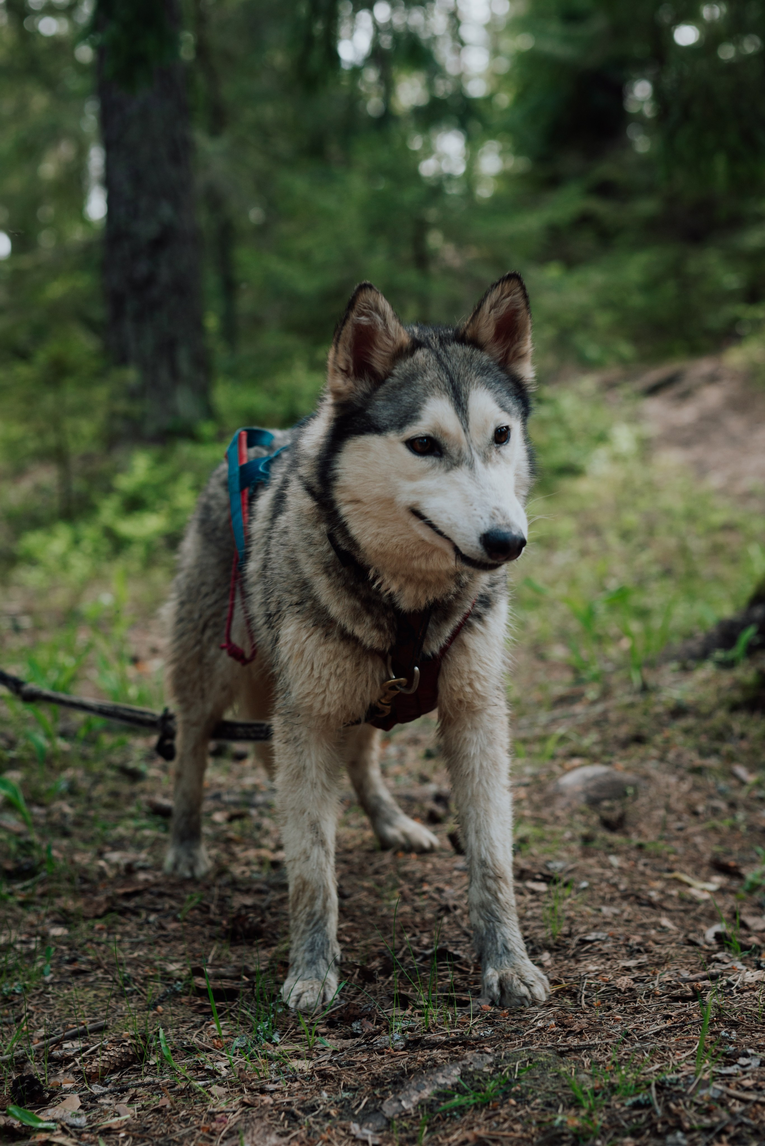 Догтрекинг. Фотограф в Санкт-Петербурге и Ленинградской области