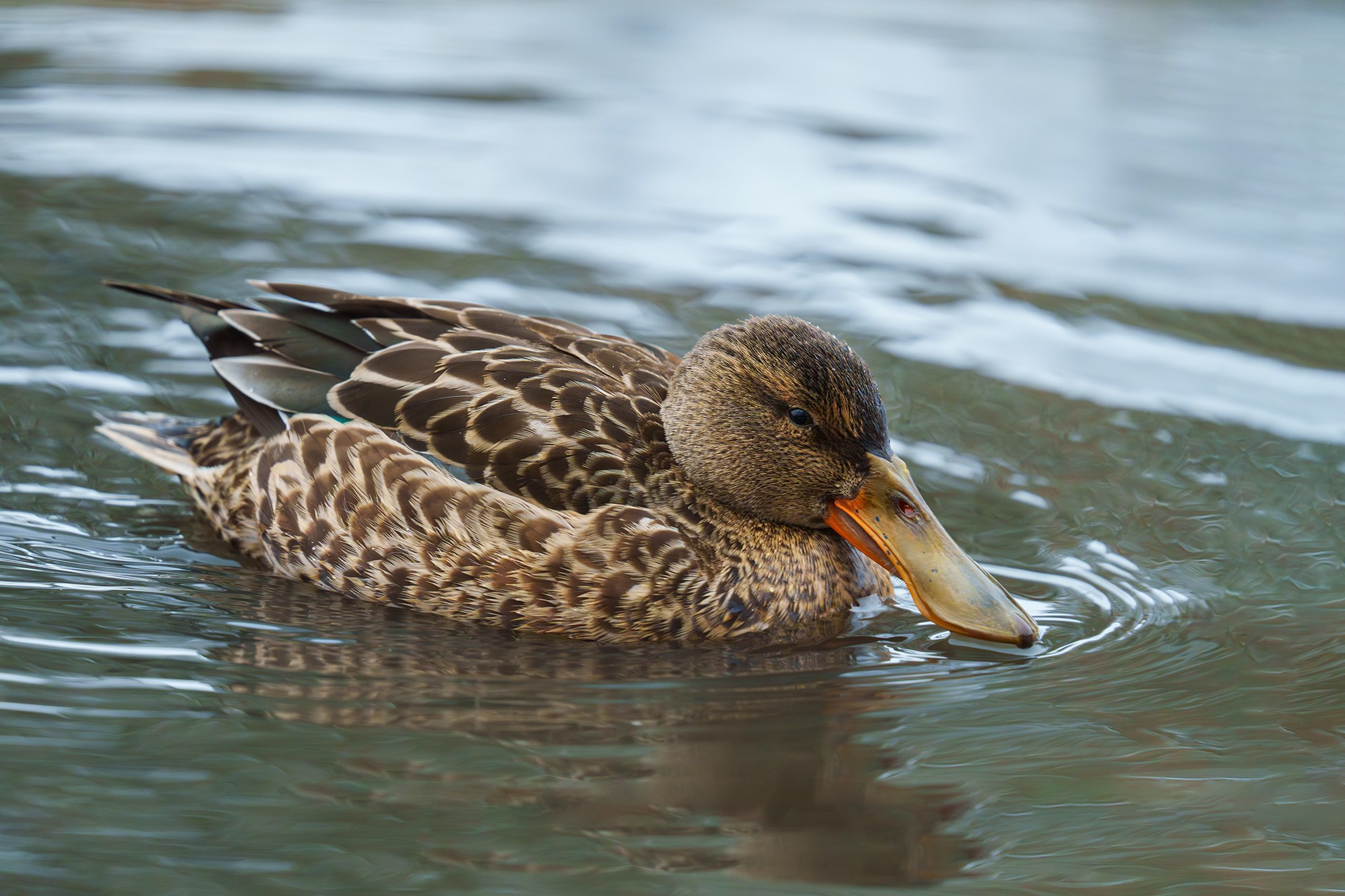 Удивительные мир птиц. Вокруг нас столько прекрасного — присмотритесь!. Ваш личный фотограф Марина Волкова