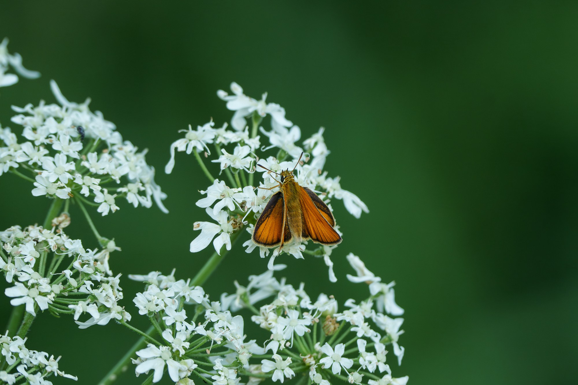 Макросъёмка. Ваш личный фотограф Марина Волкова