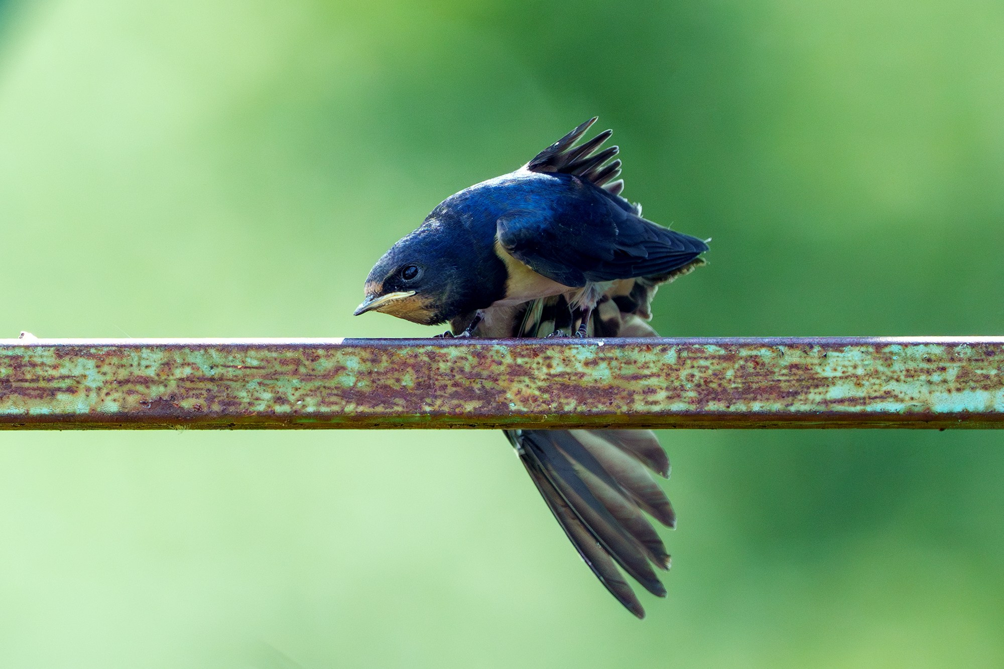 Удивительные мир птиц. Вокруг нас столько прекрасного — присмотритесь!. Ваш личный фотограф Марина Волкова