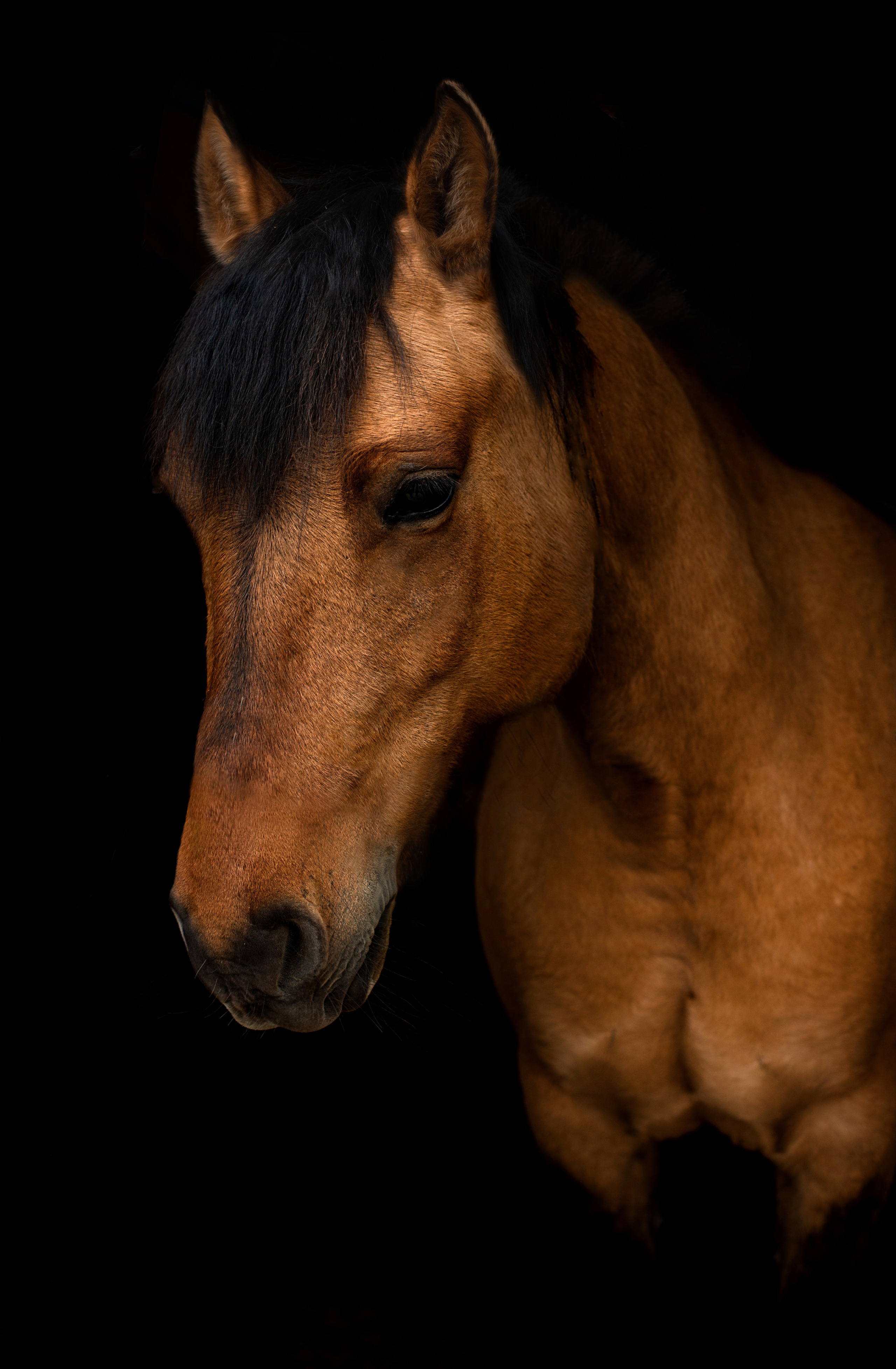 Лошади. Конный фотограф в Саратове Юлия Иванова