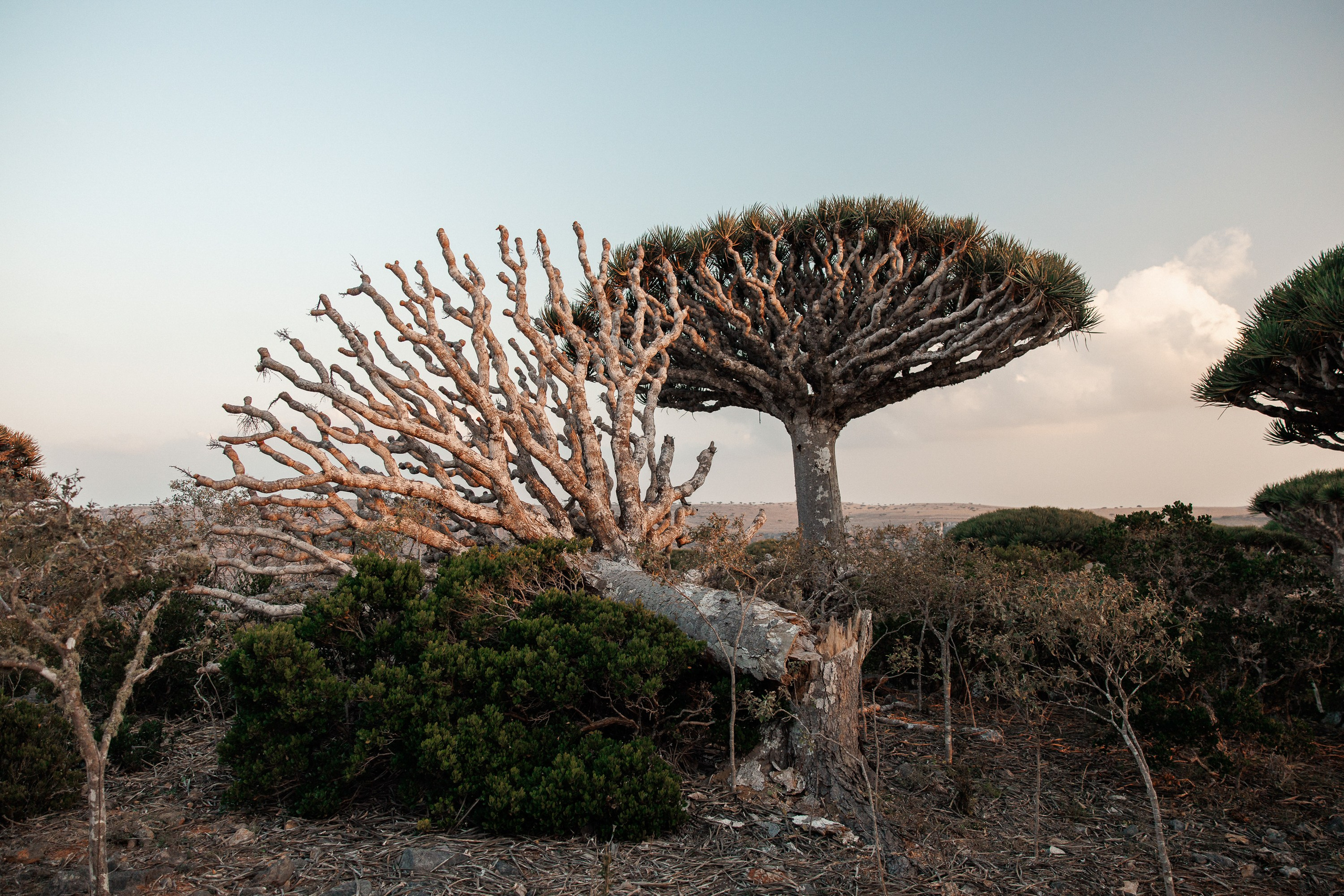 Socotra
