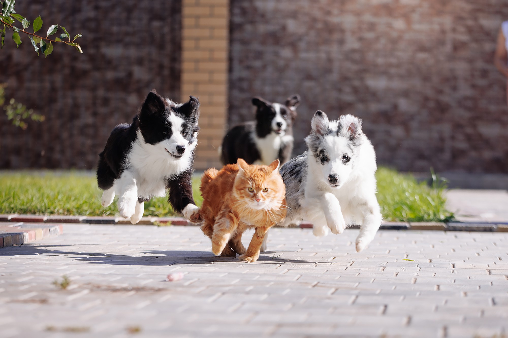 Трава у дома. О нас