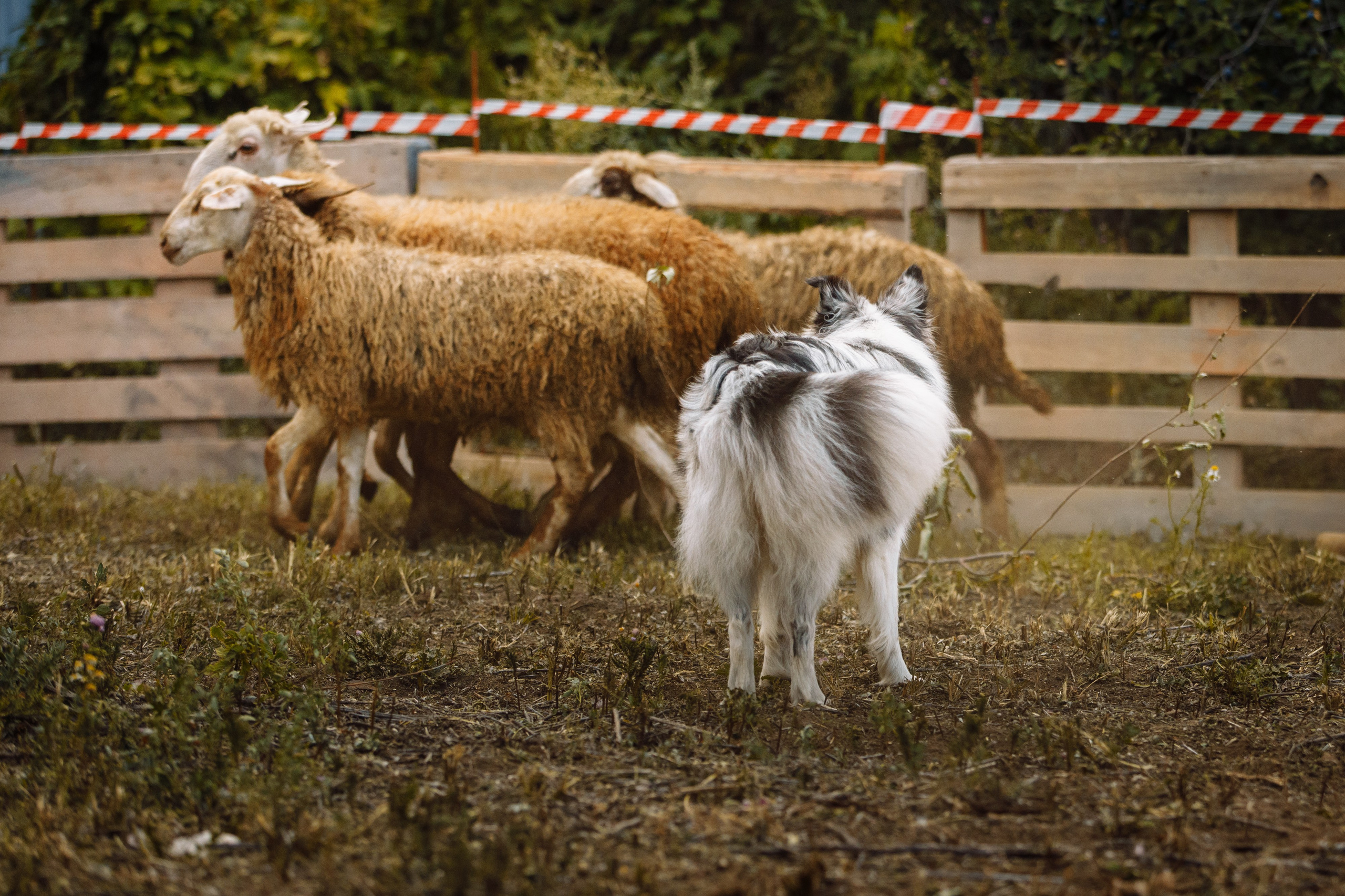 Овечий день. О нас