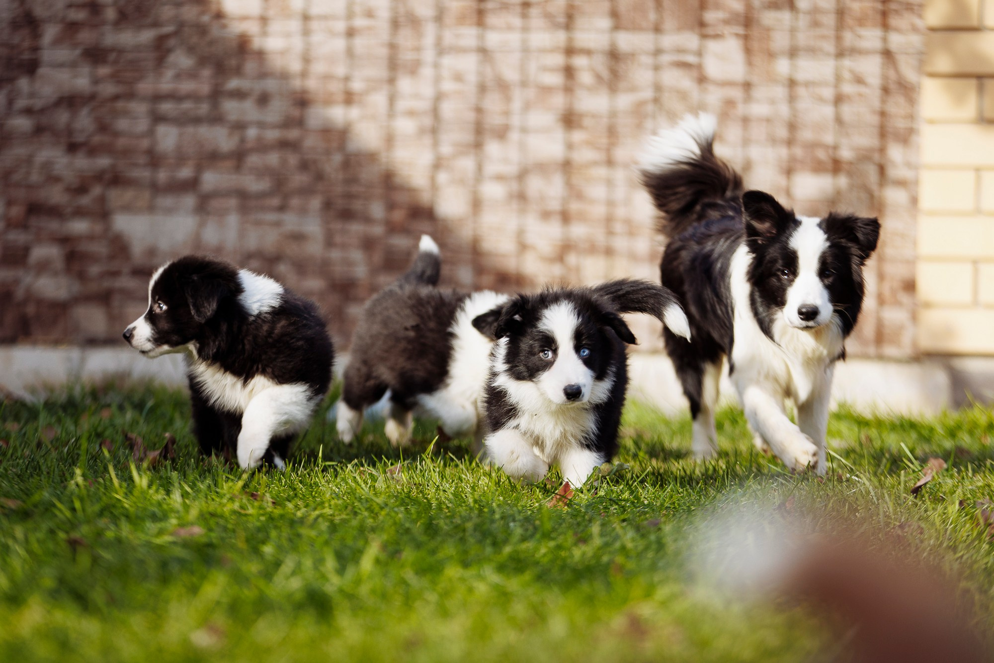 У дома с большой компанией от мала до велика. О нас