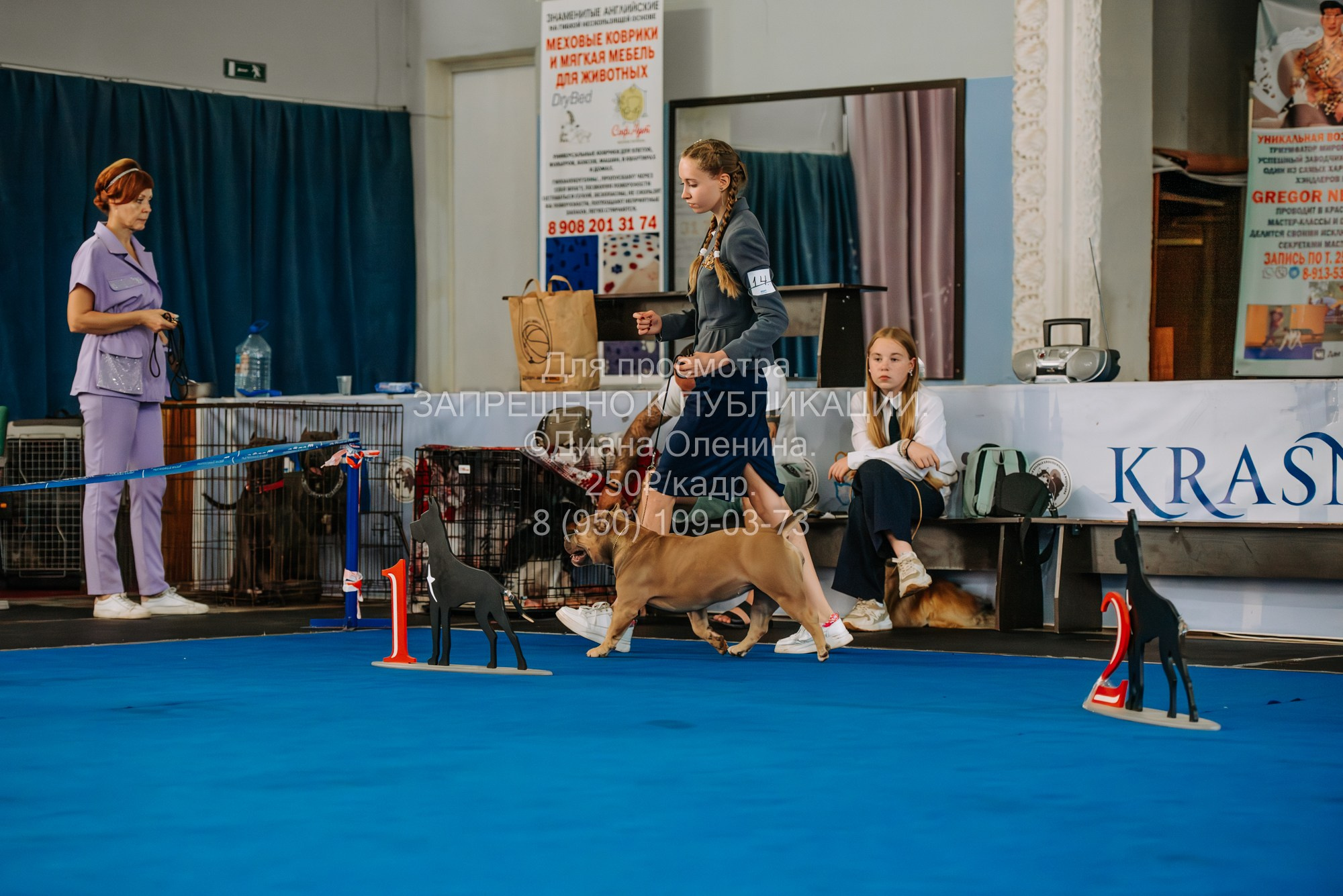 Национальная выставка собак всех пород ранга САС-IKU «Кубок Красноярск. Фотограф Диана Оленина Красноярск / Братск