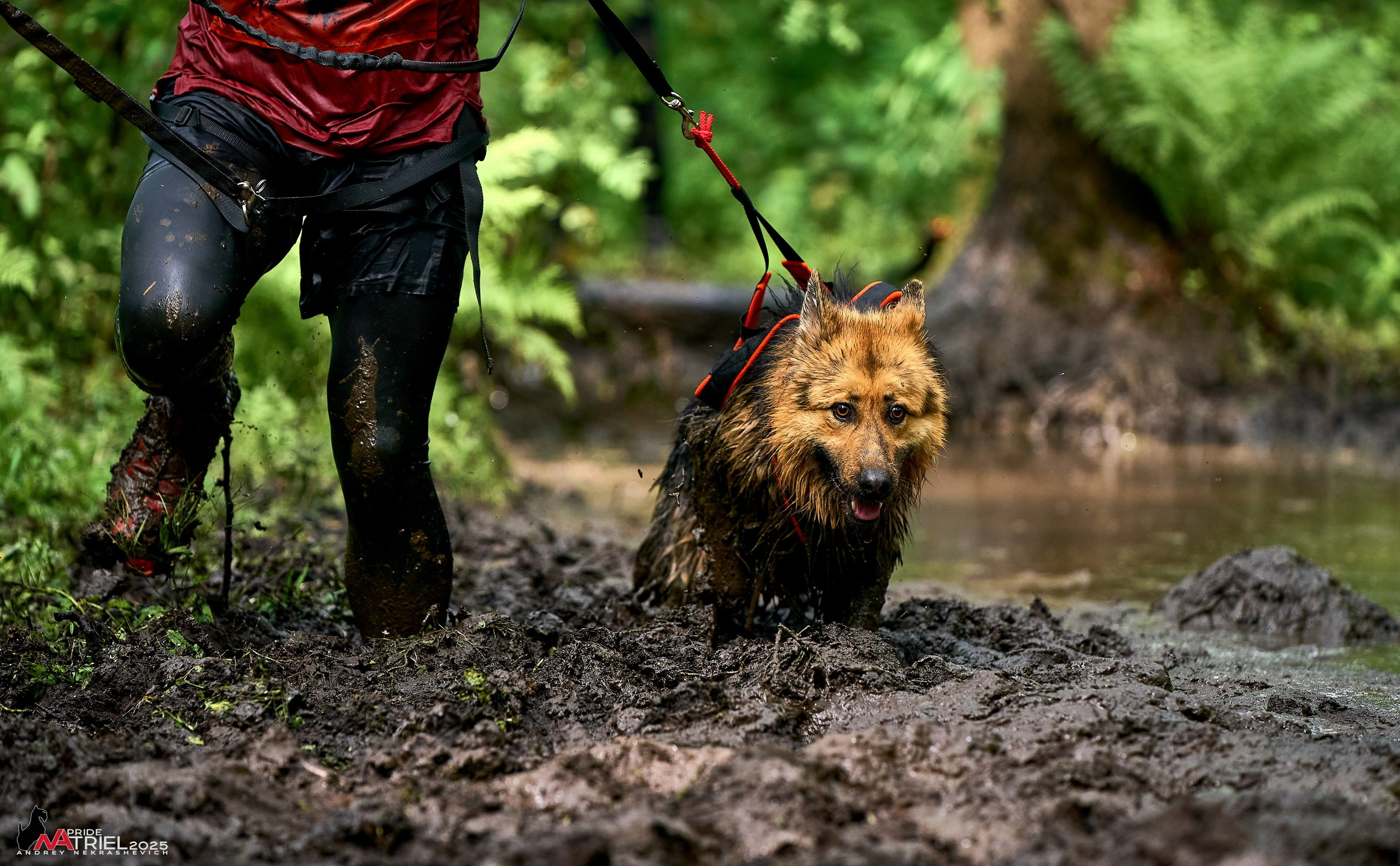 Russian Extreme Dog Trail — 2025