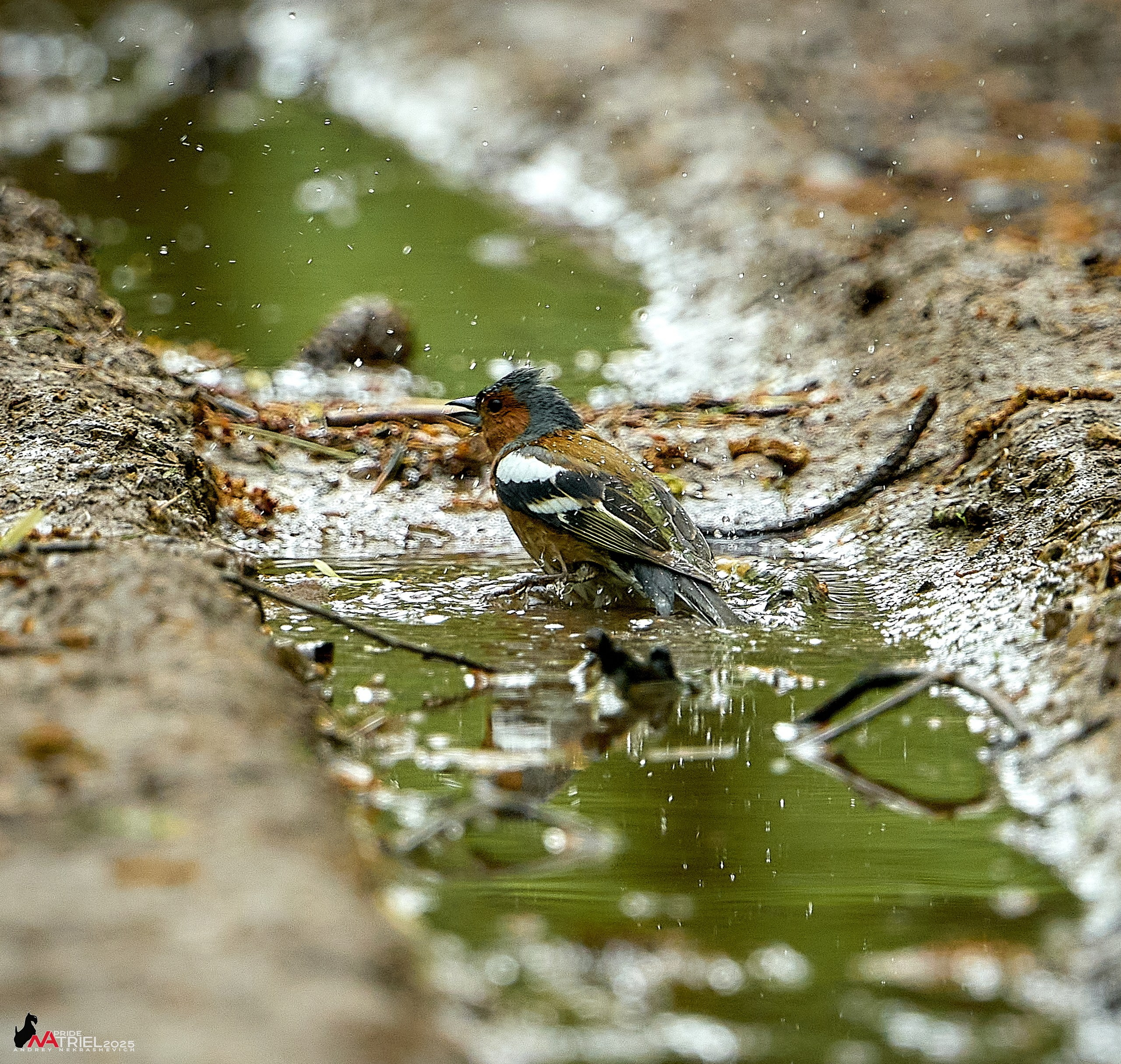 Съемка в майском лесу