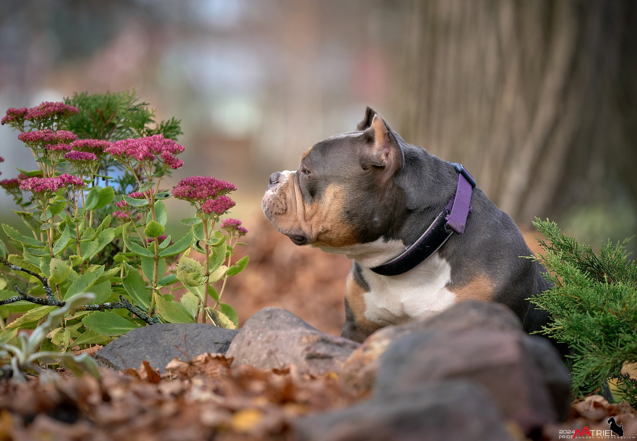 Фотопрогулка с булли в парке