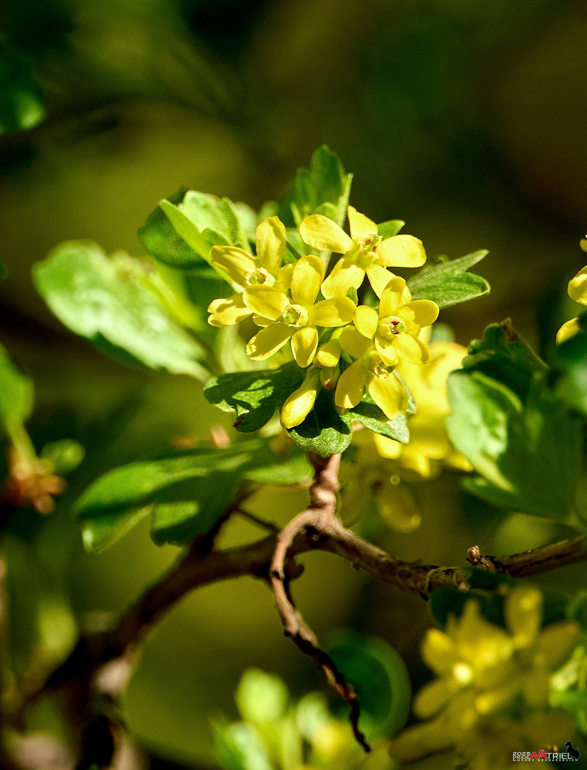 Природа в апреле. Всё в цветении!