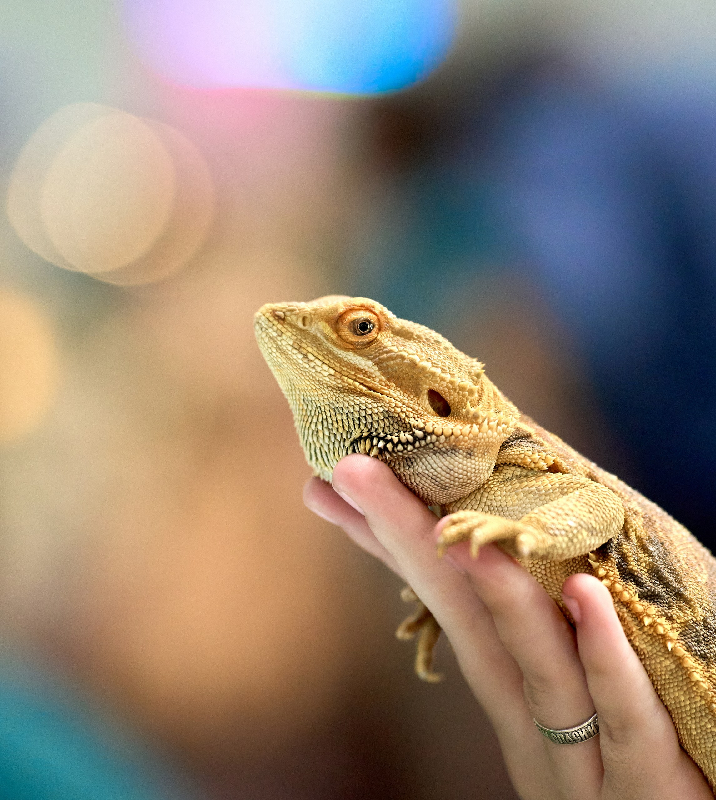 Рептилии — галерея NATRIEL