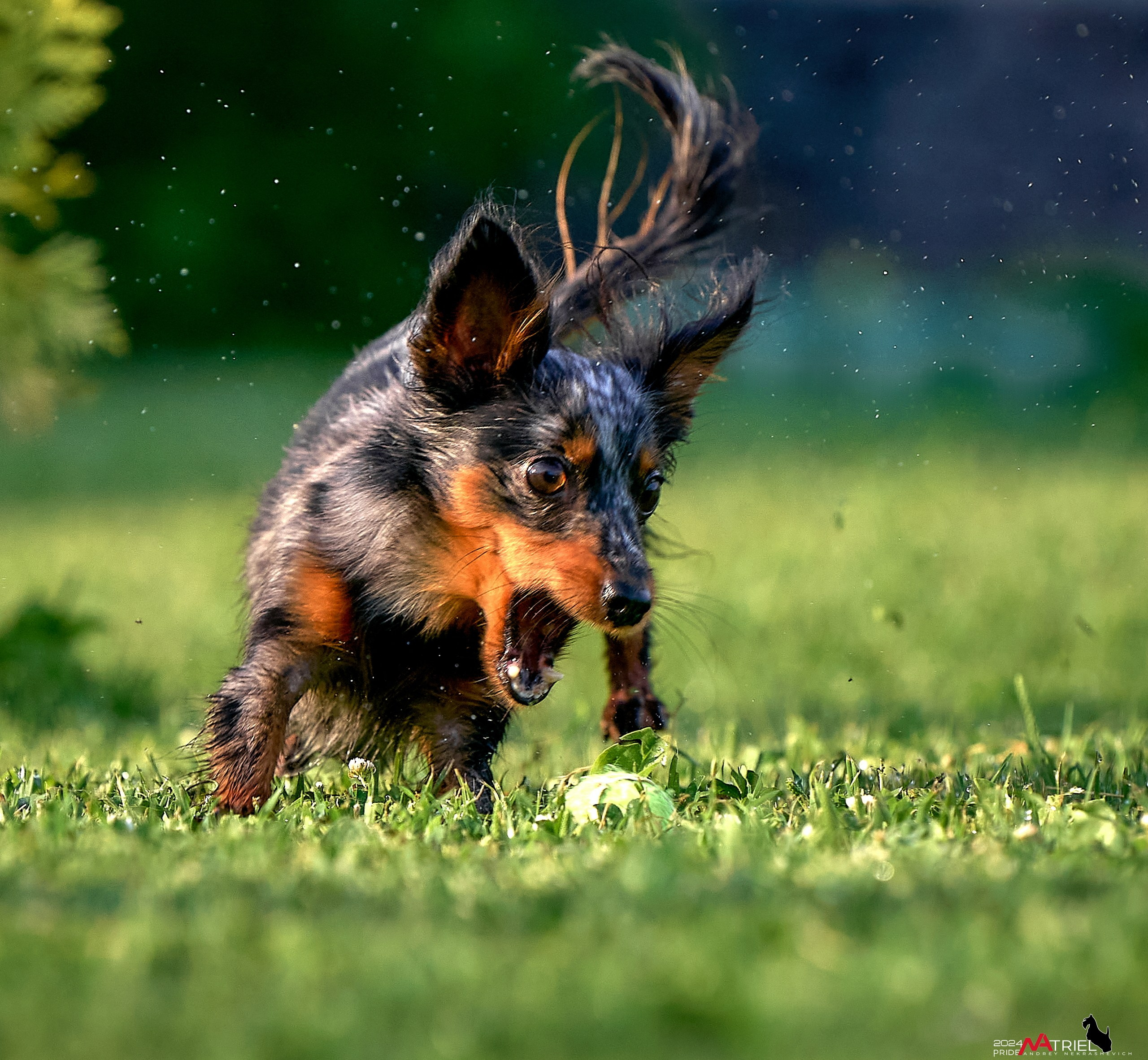 Фотопрогулка с крысариками
