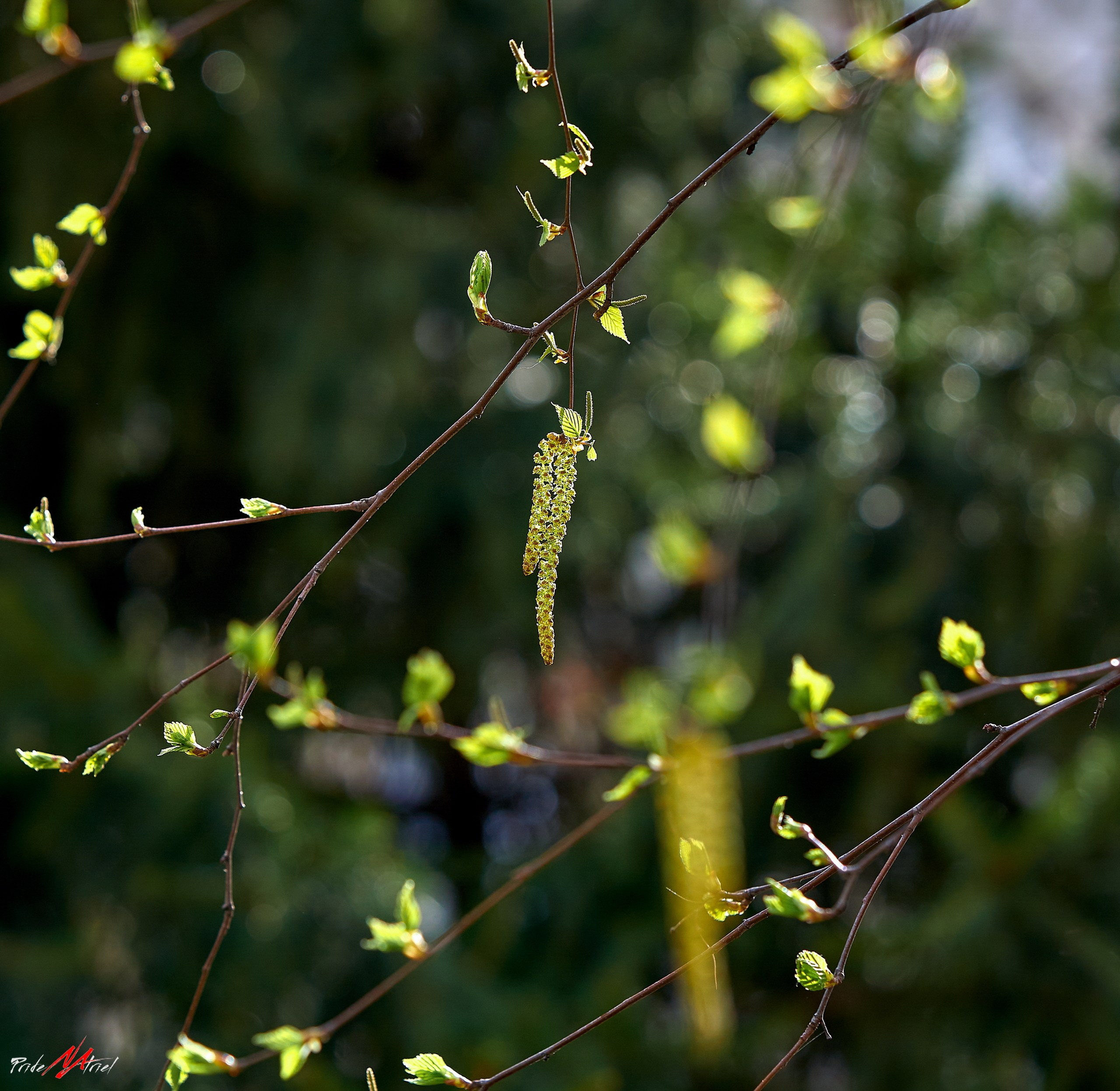 Лютики-цветочки — галерея NATRIEL