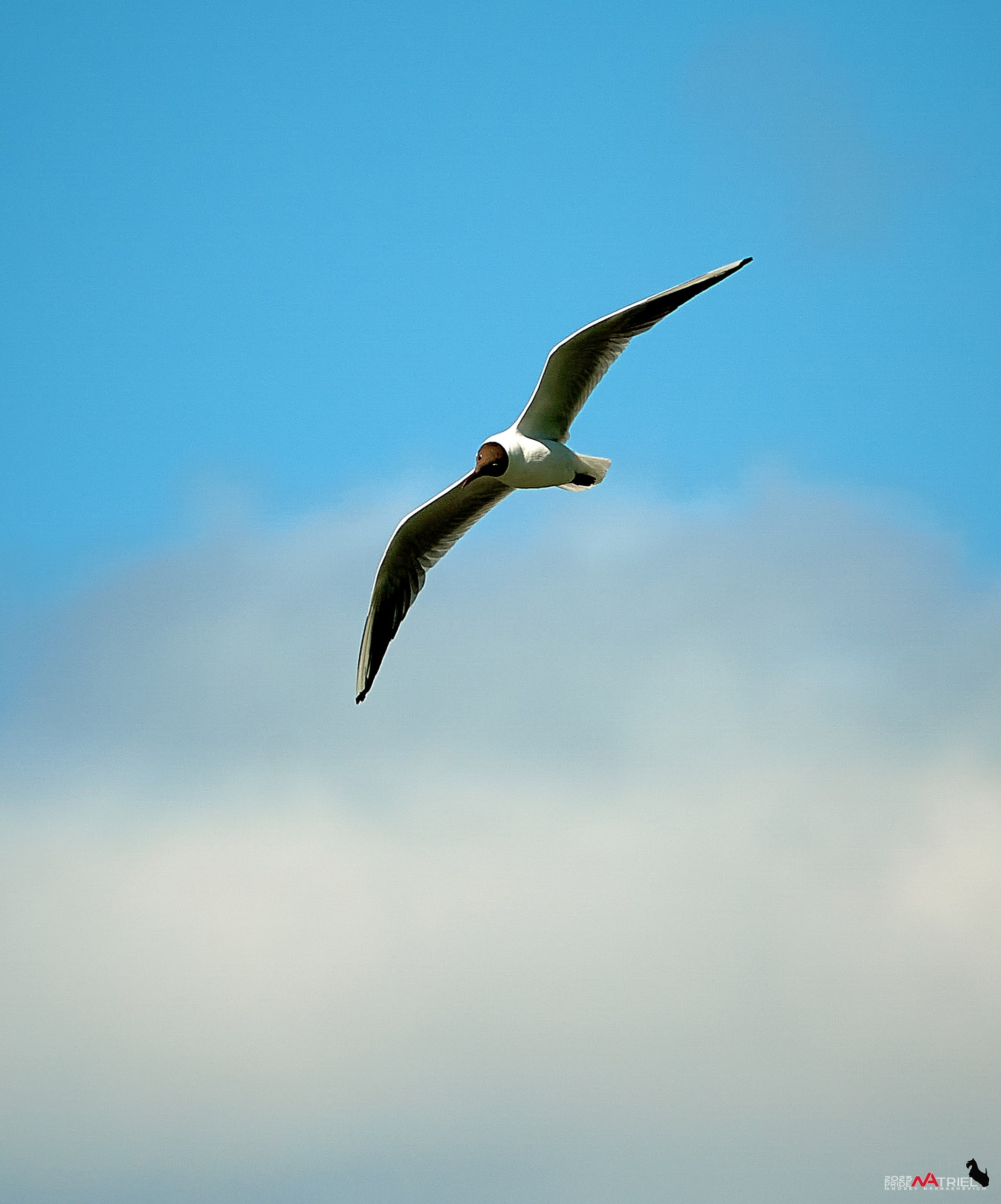 Птички и цветочки